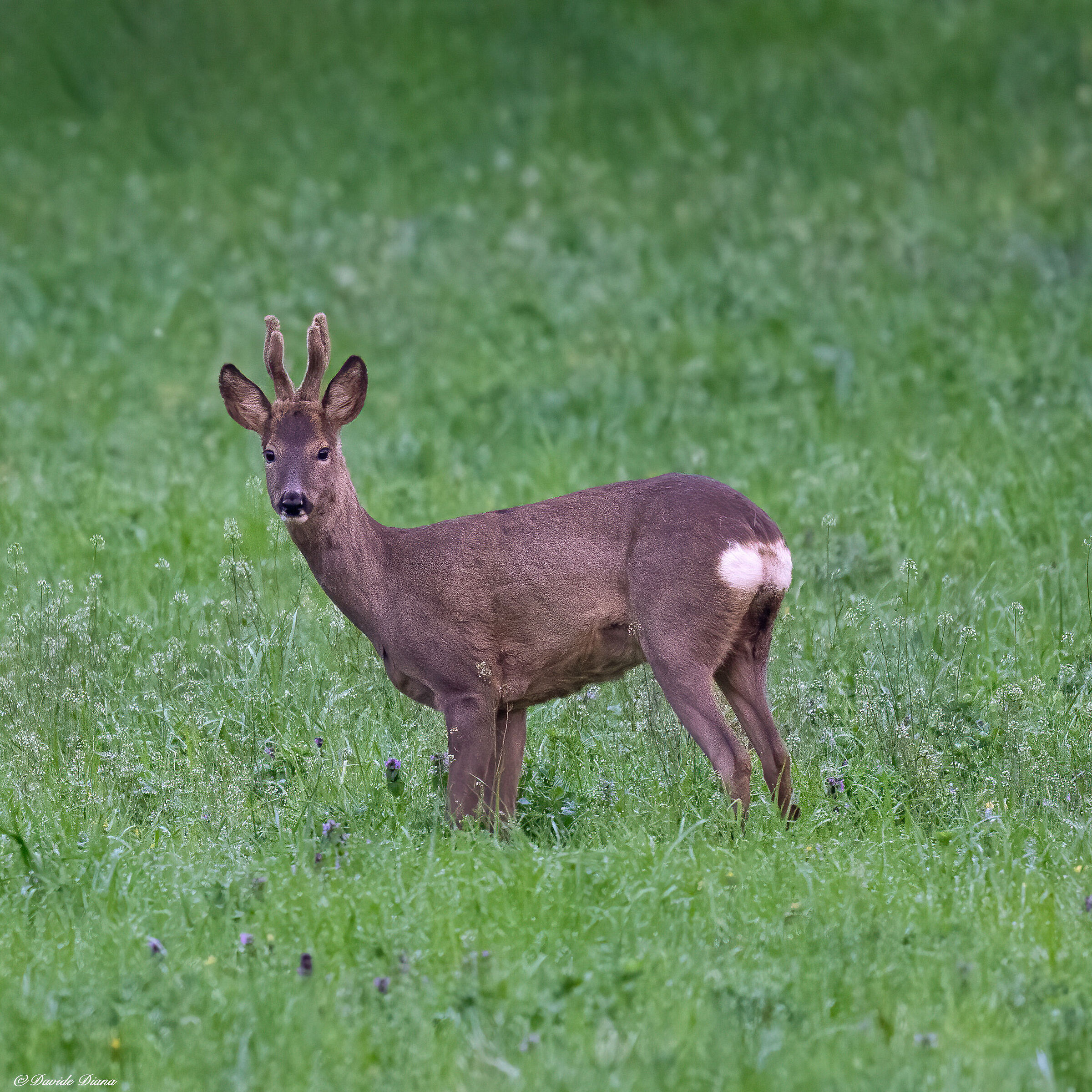 Capriolo
