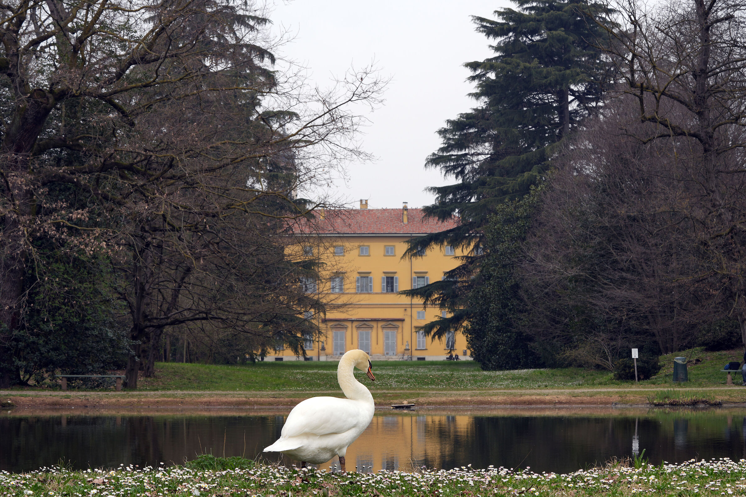 Cigno