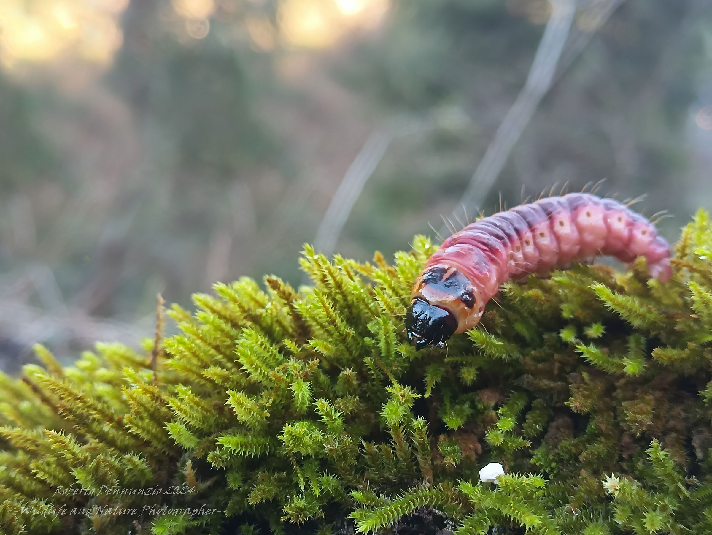 Cossus cossus