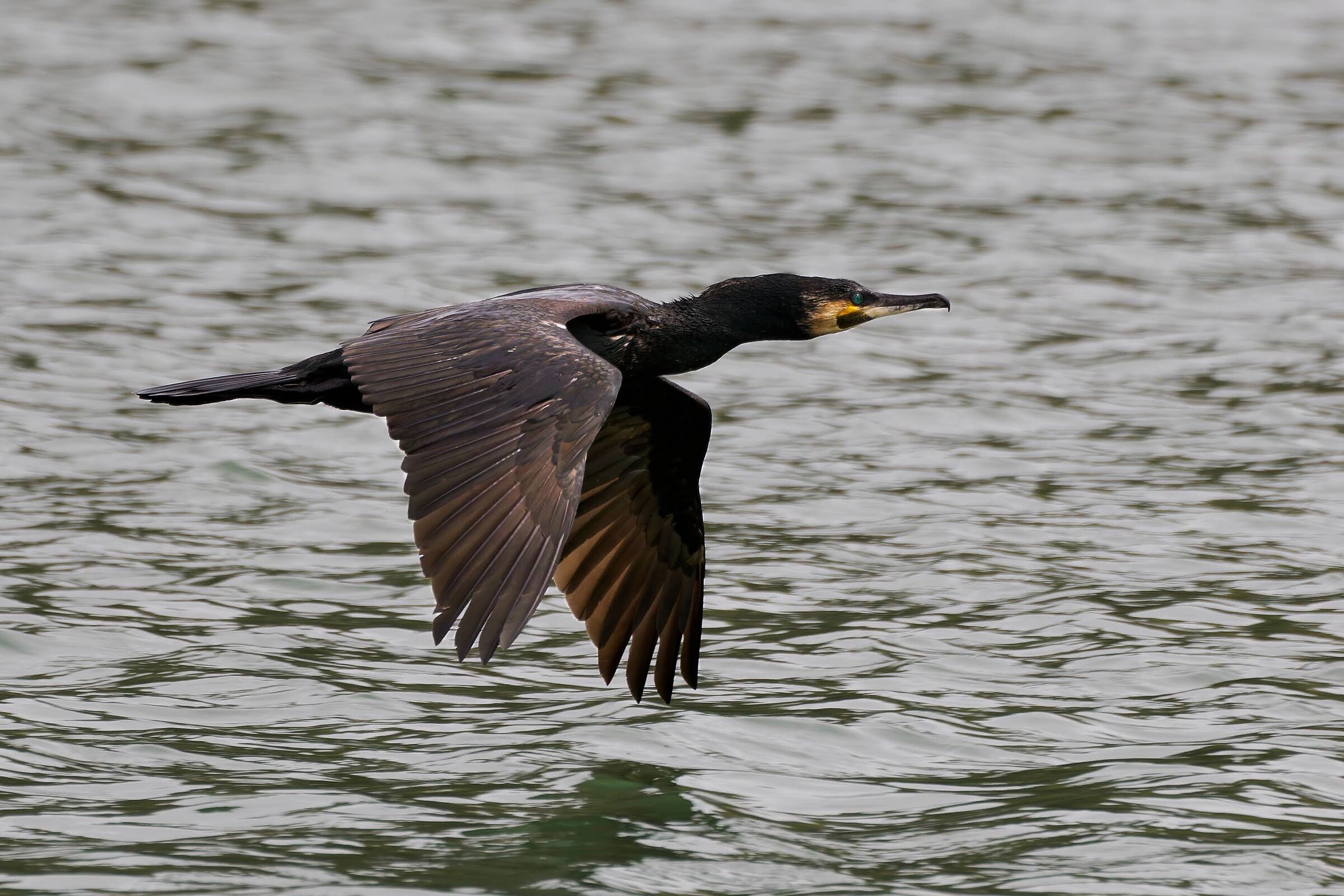 Cormorant