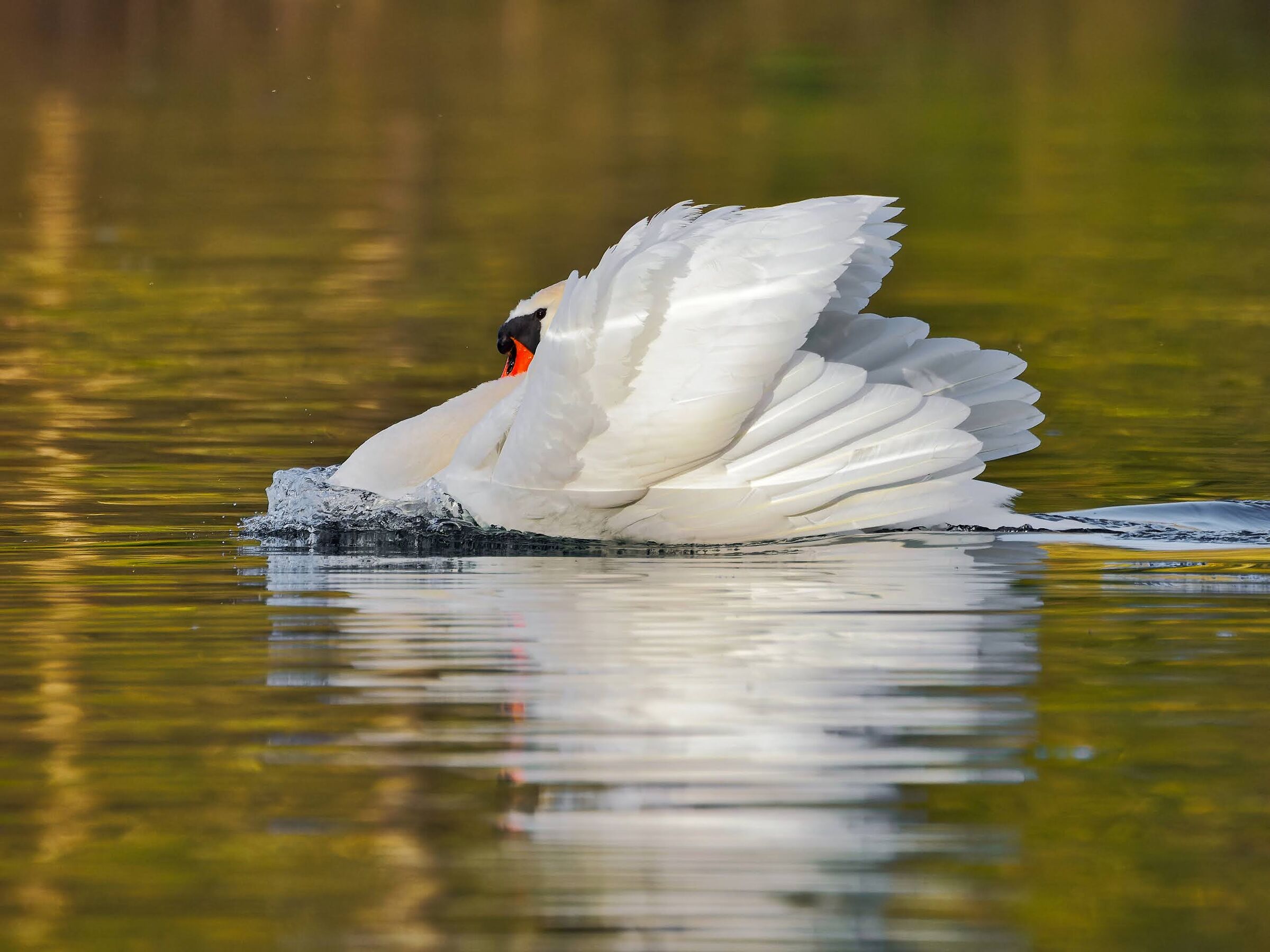 Mute swan