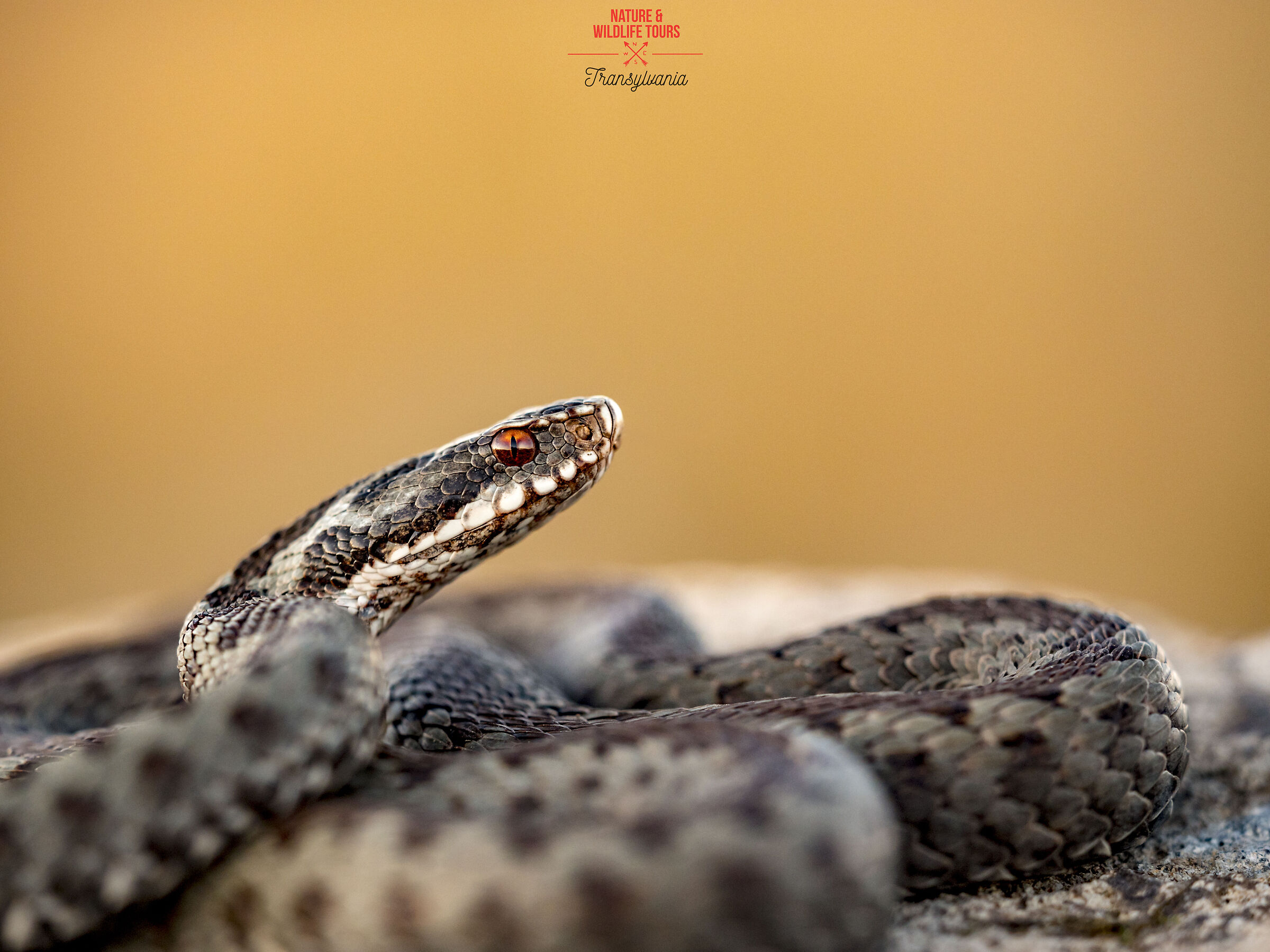 Vipera berus