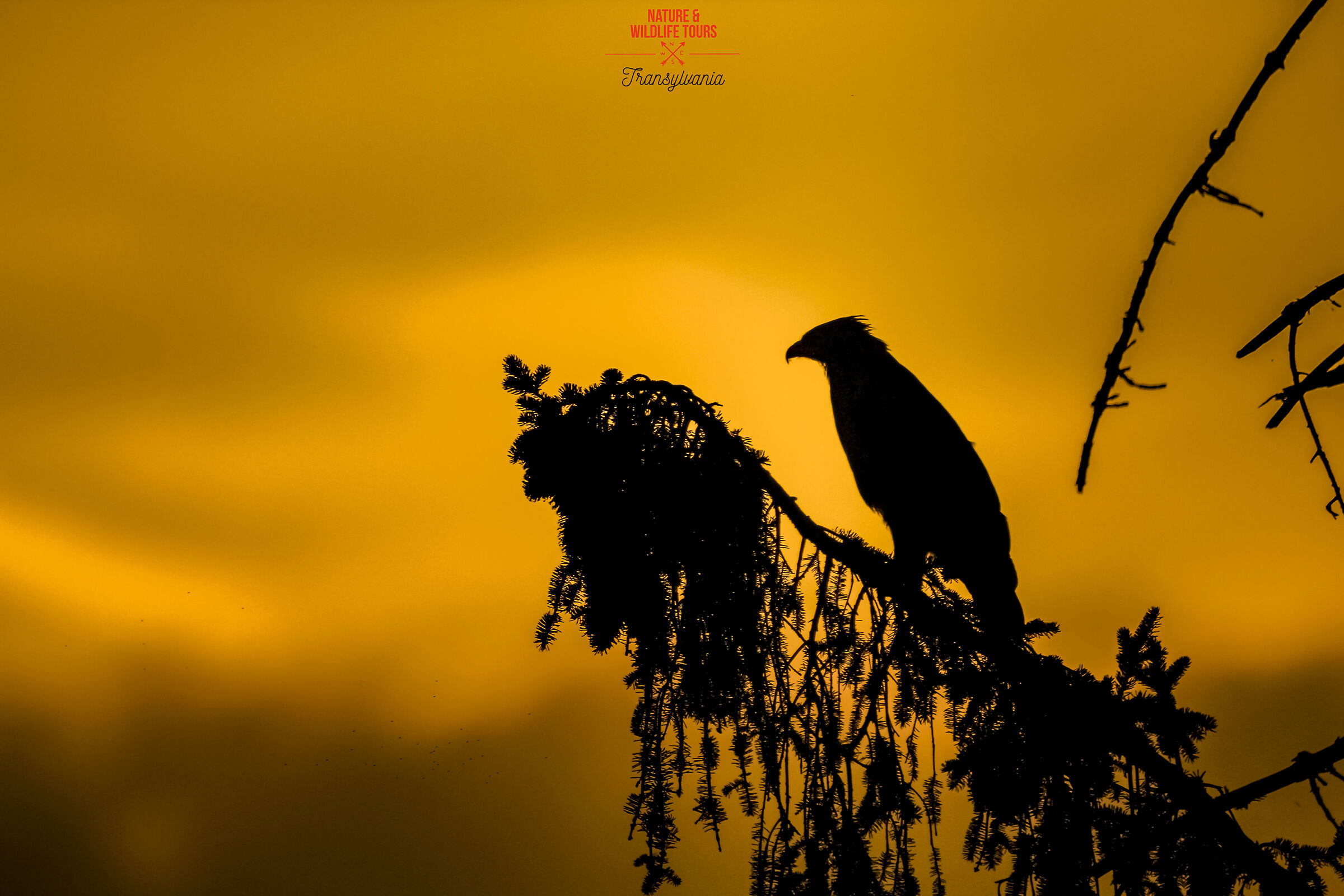 Aquila non captat muscas