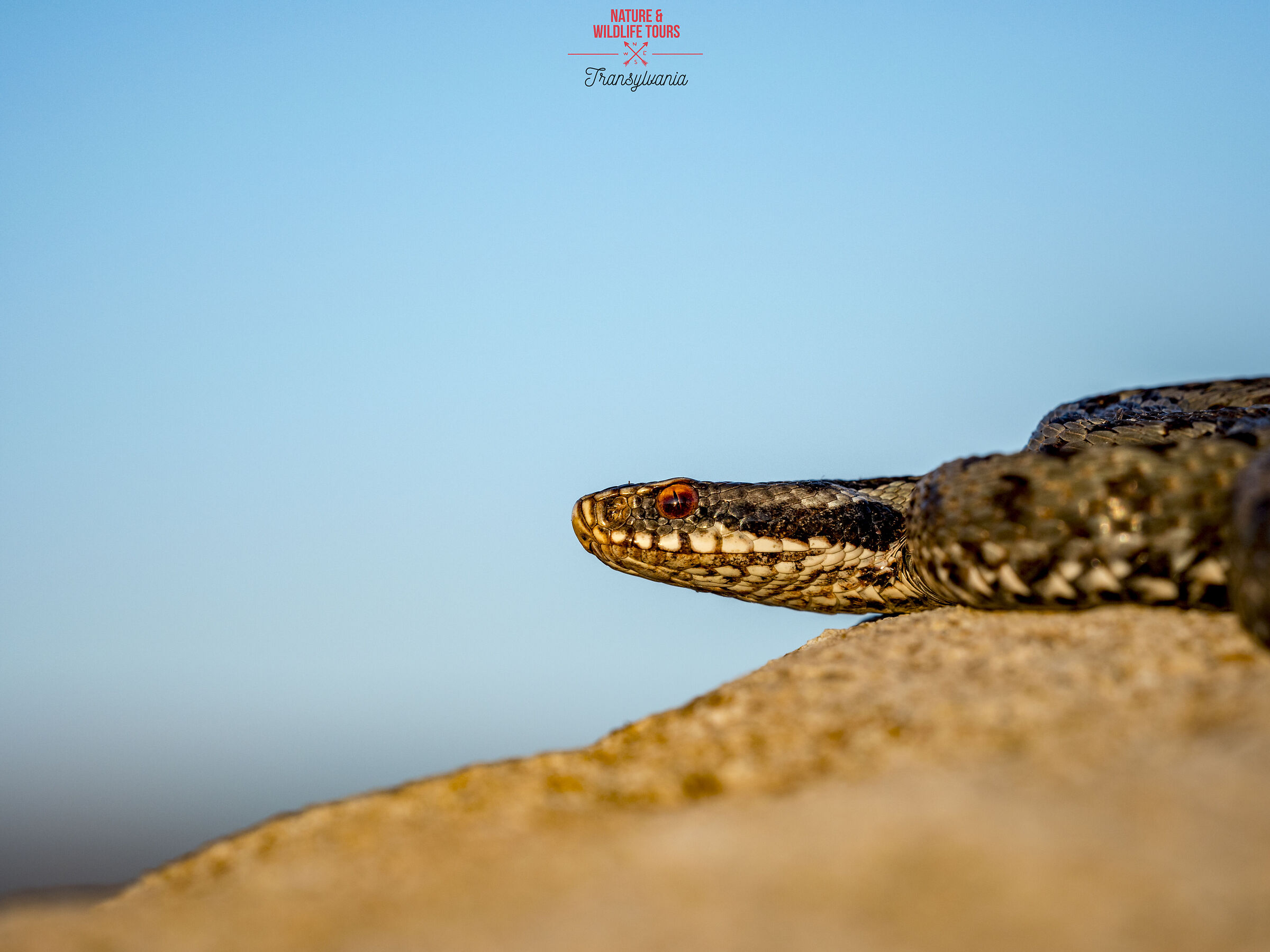 Vipera portret