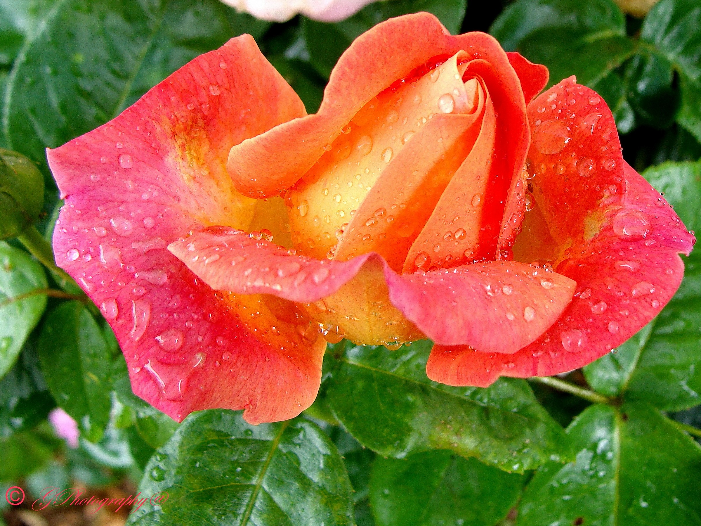 The rose, the rain, the photo