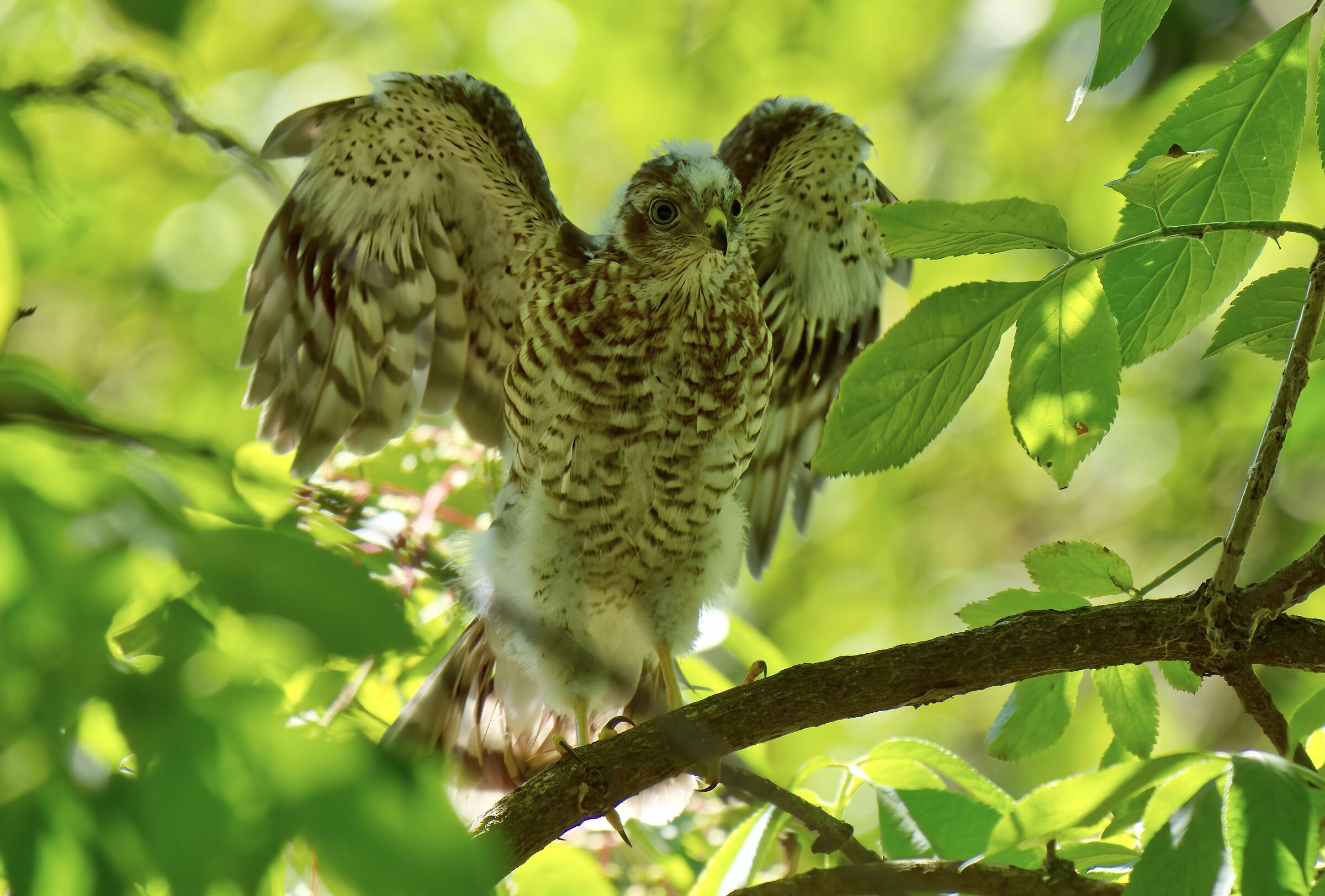 Young Sparrowhawk