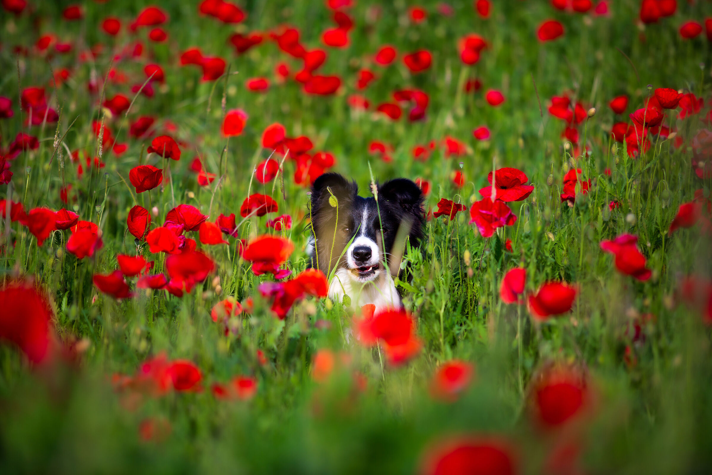 Jeff and poppies