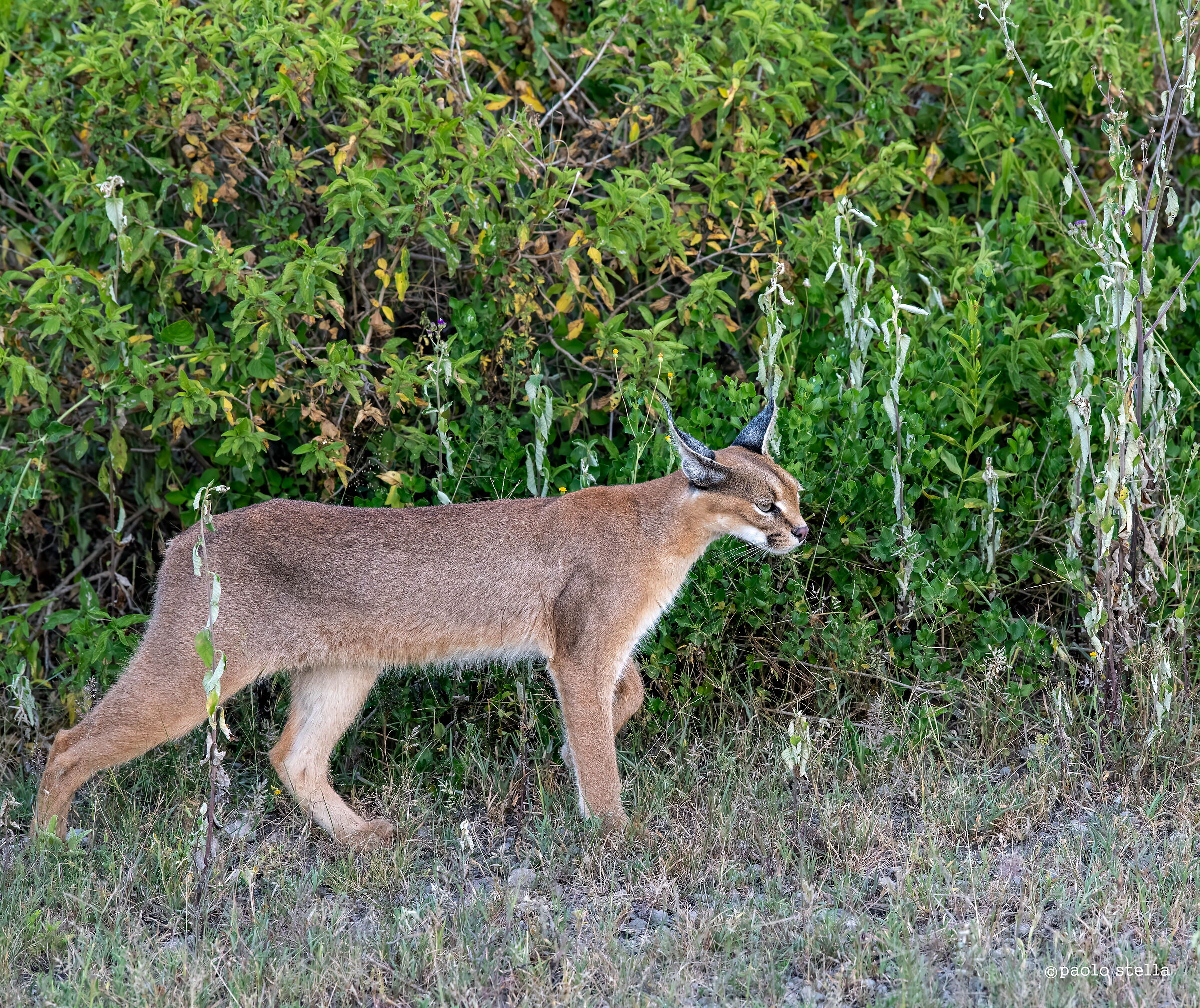 the caracal of Ndutu