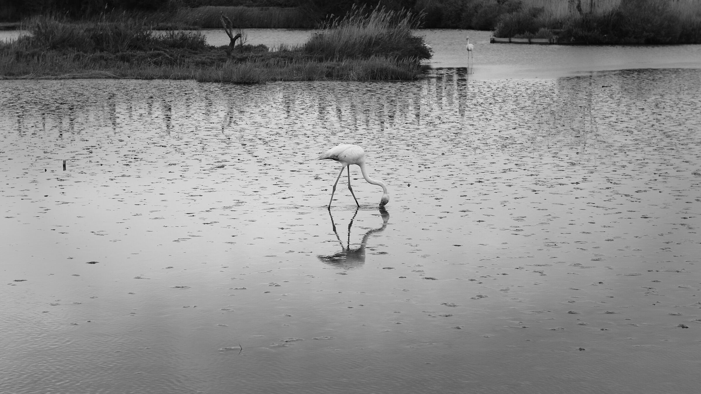 Camargue flamingo