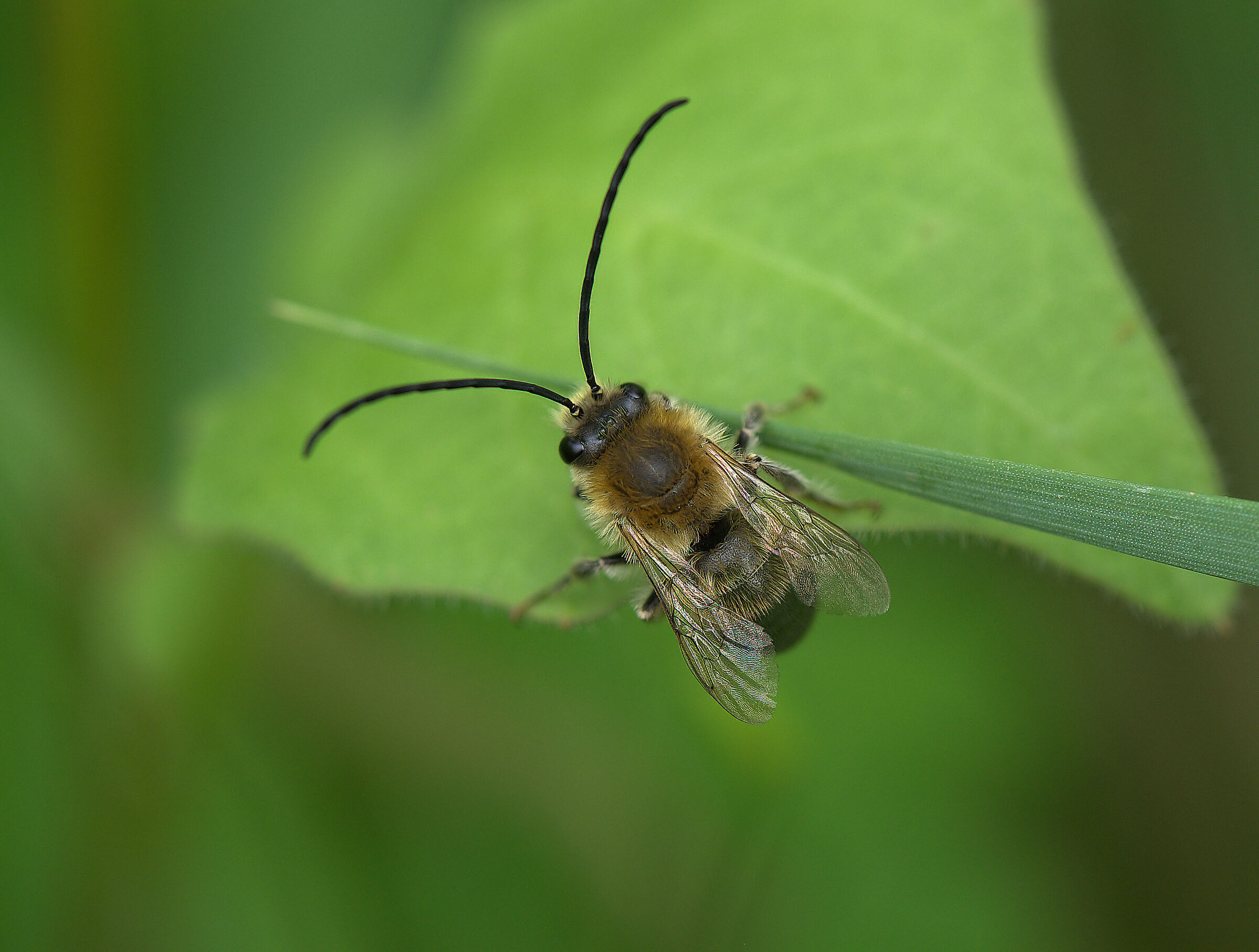 Eucera longicornis