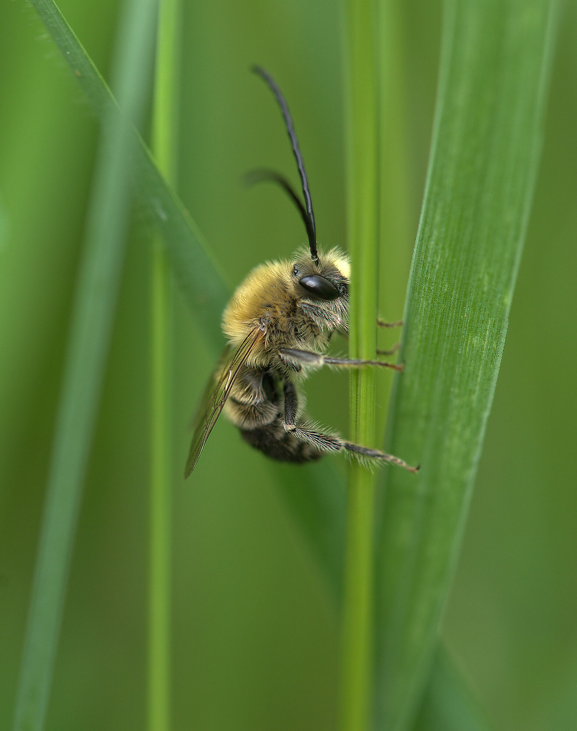 Eucera longicornis