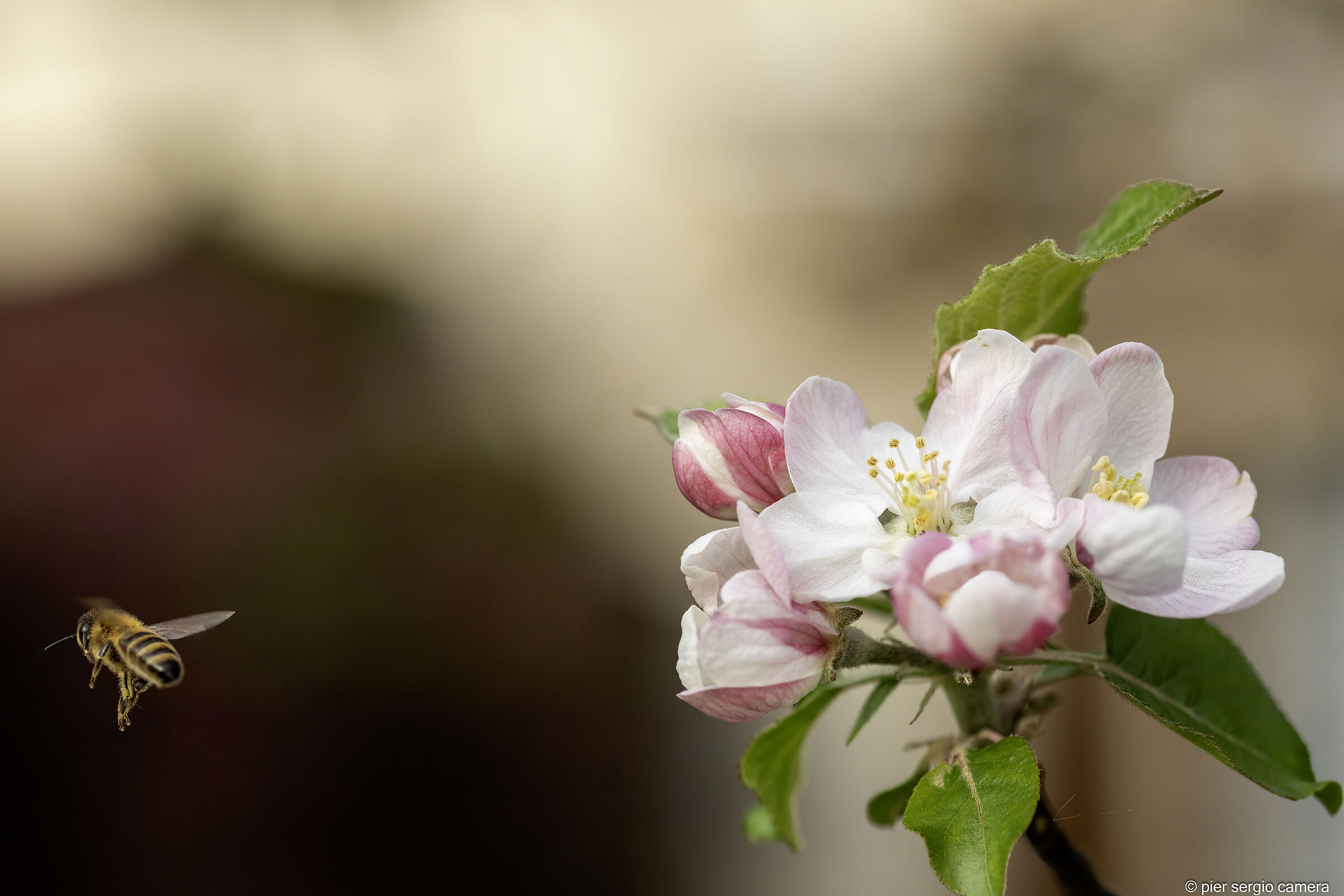 Finito il lavoro...si torna all'alveare