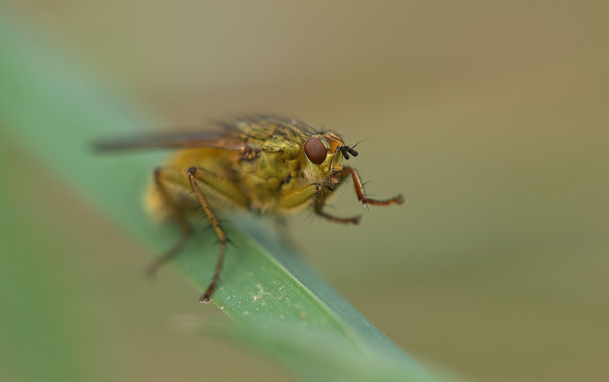 Diptera