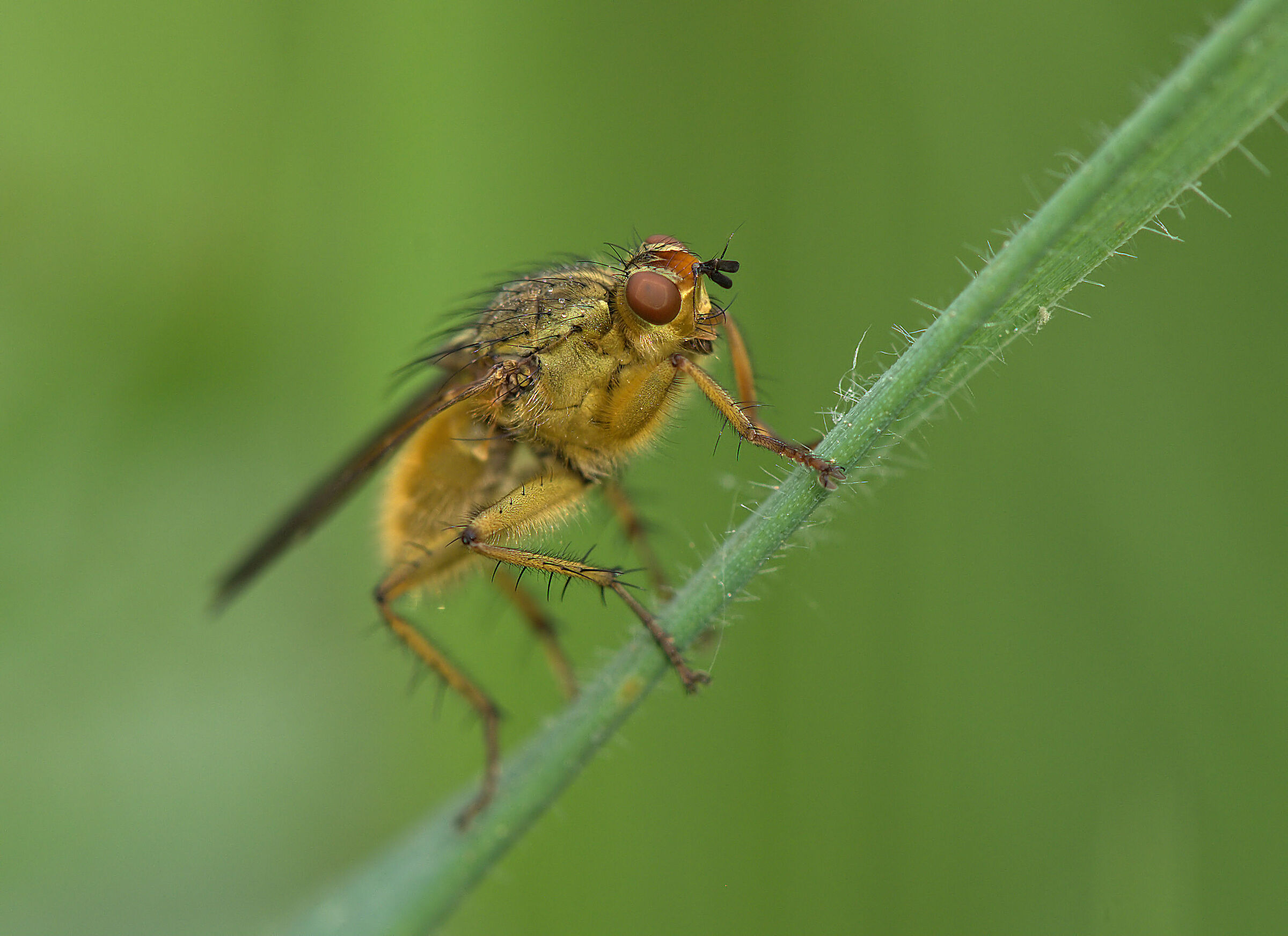 Scatophaga stercoraria