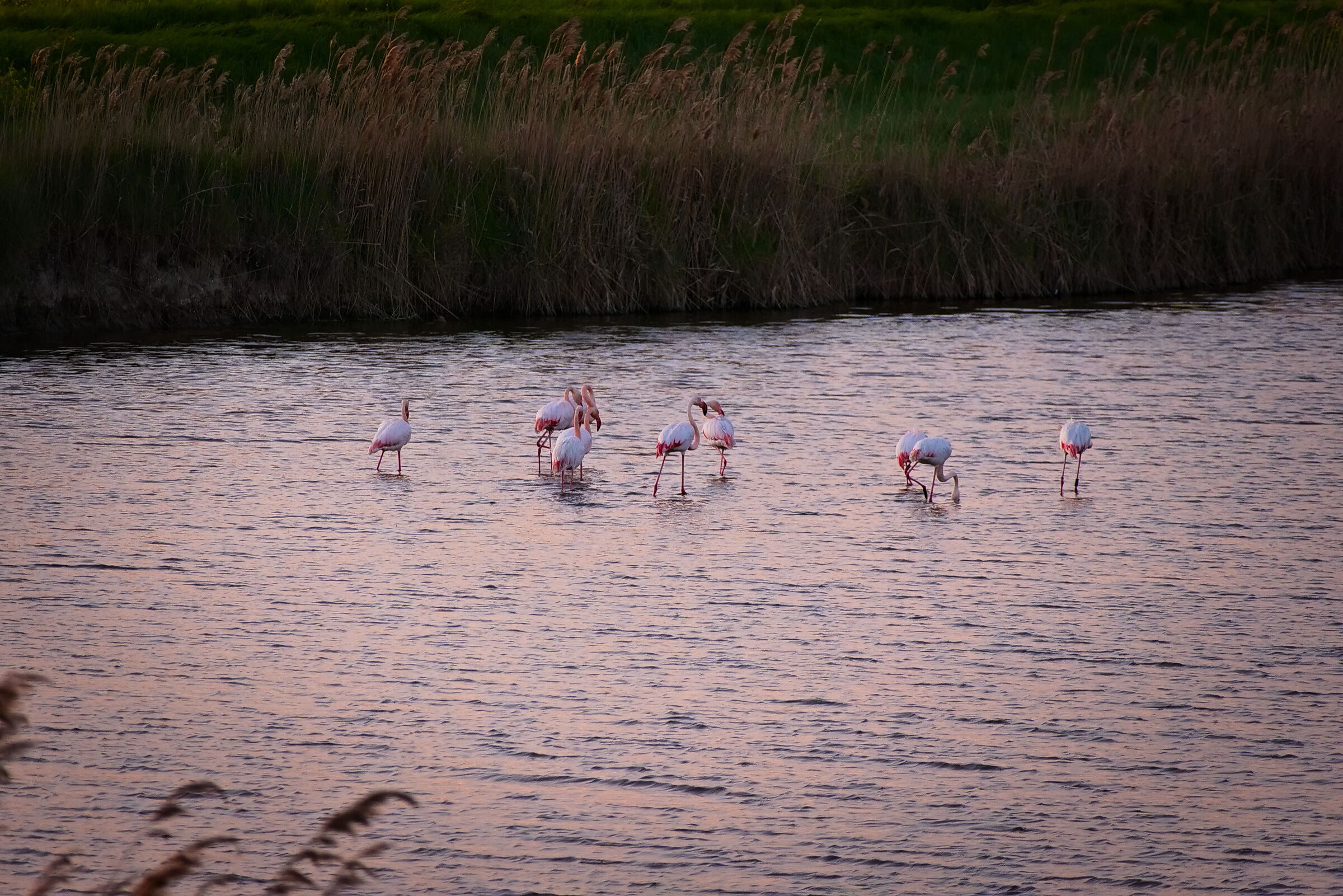 Flamingos at dusk