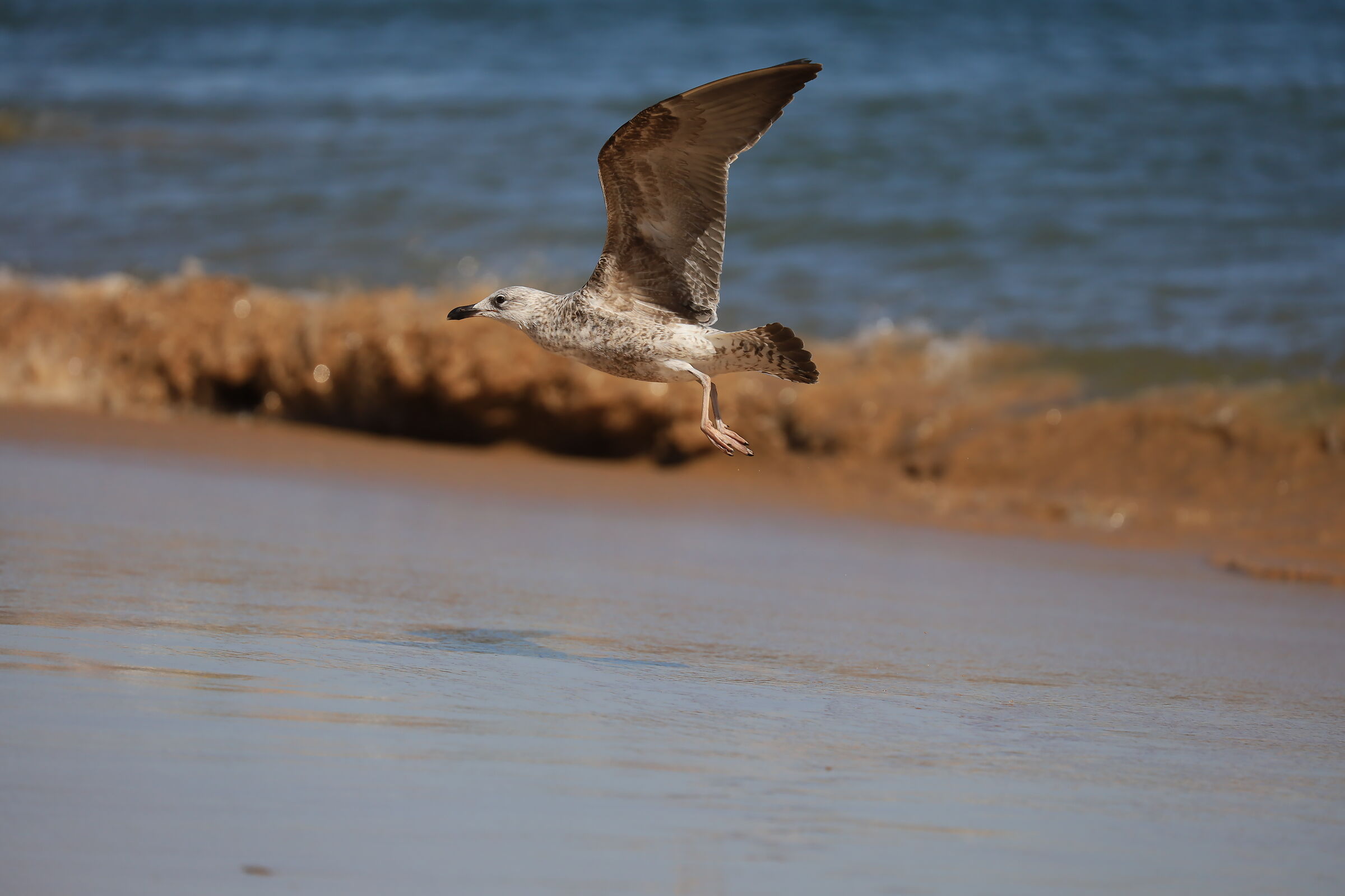 Attenzione gabbiano in arrivo sulla pista 7