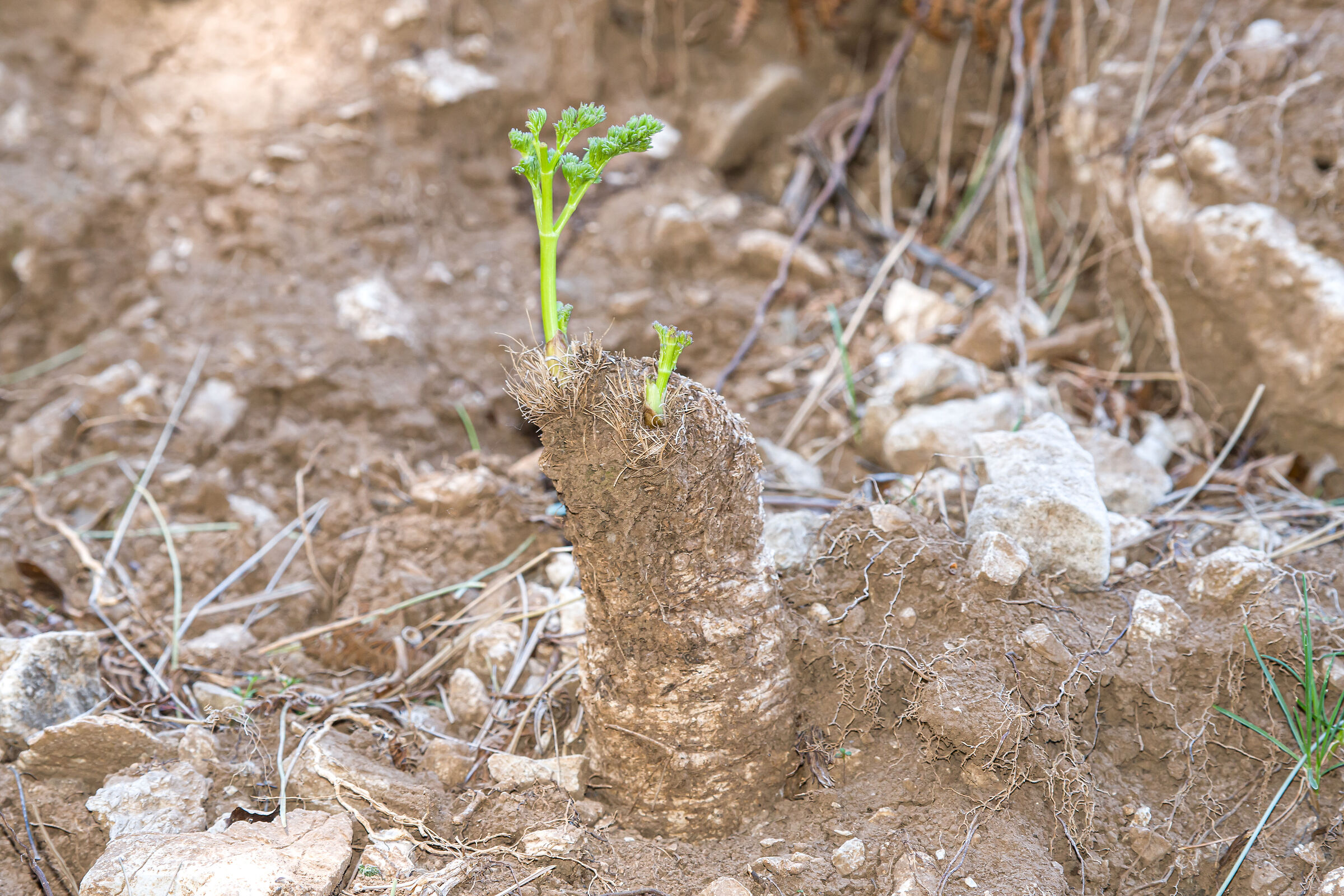 Cachrys ferulacea roots with plant