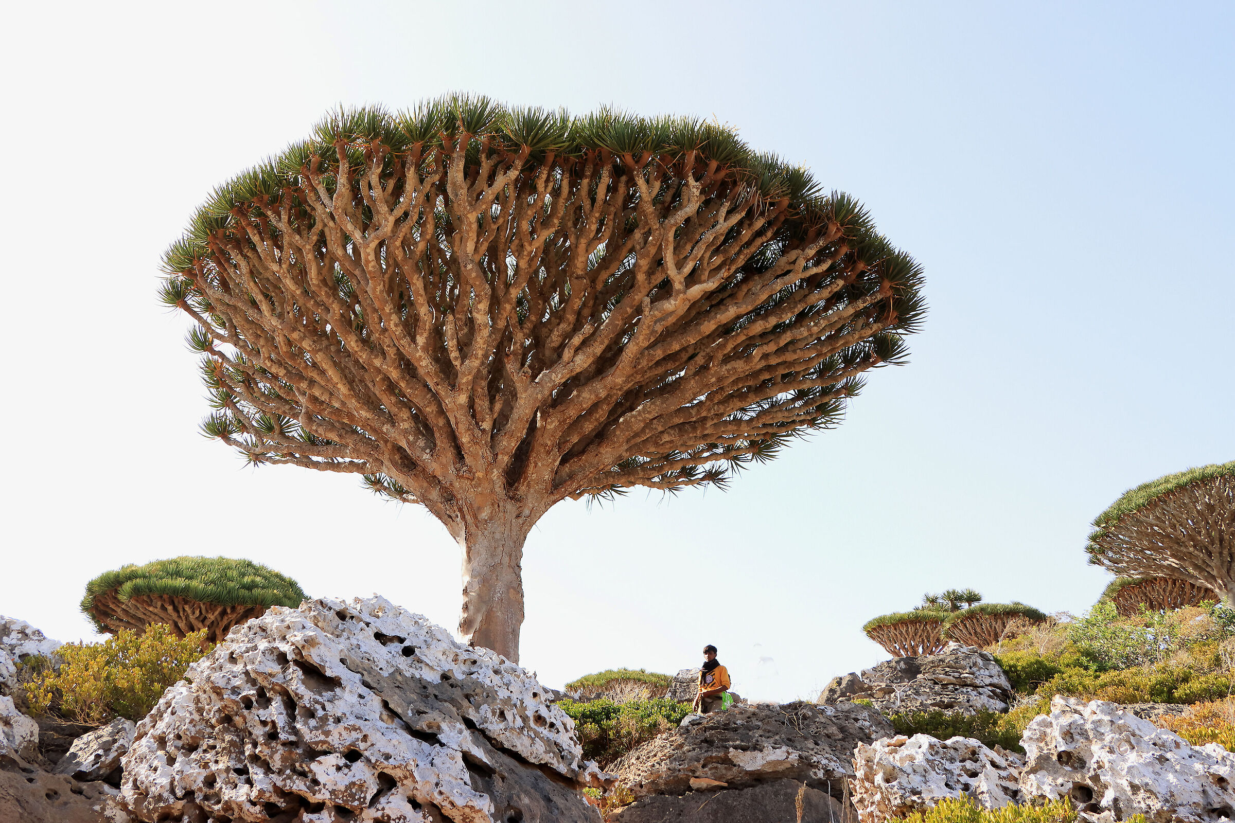 S O C O T R A - spectacular cinnabari dracaena