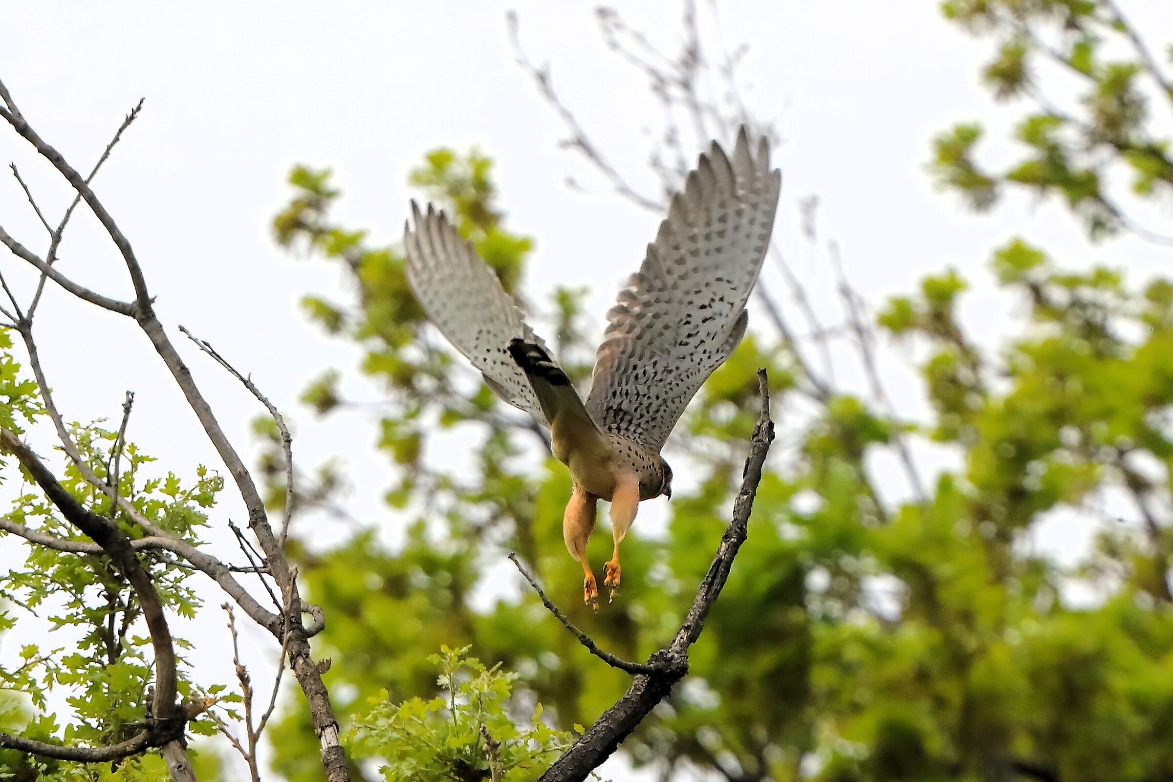 Kestrel 07 April 2024 - 0321