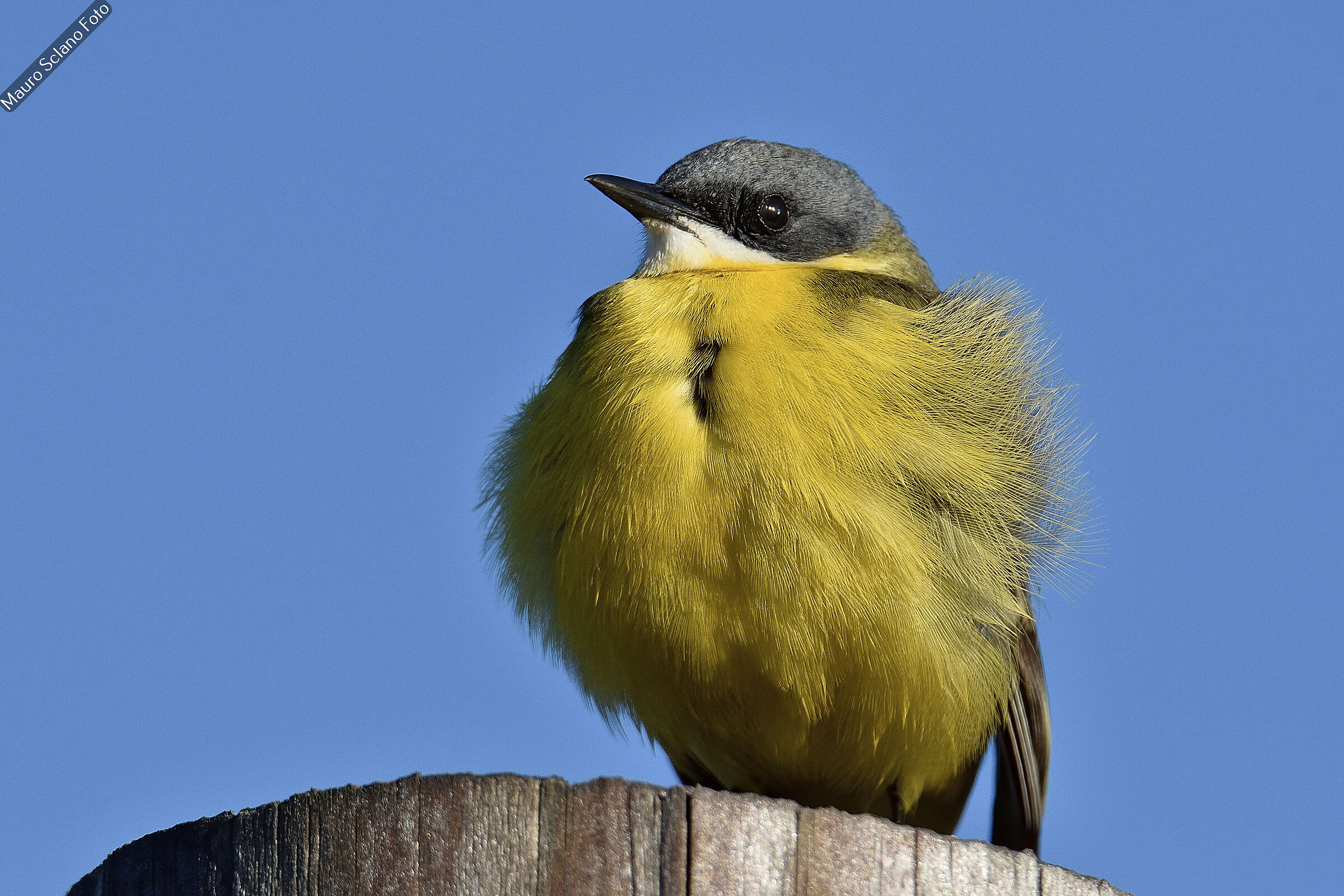 Wagtail