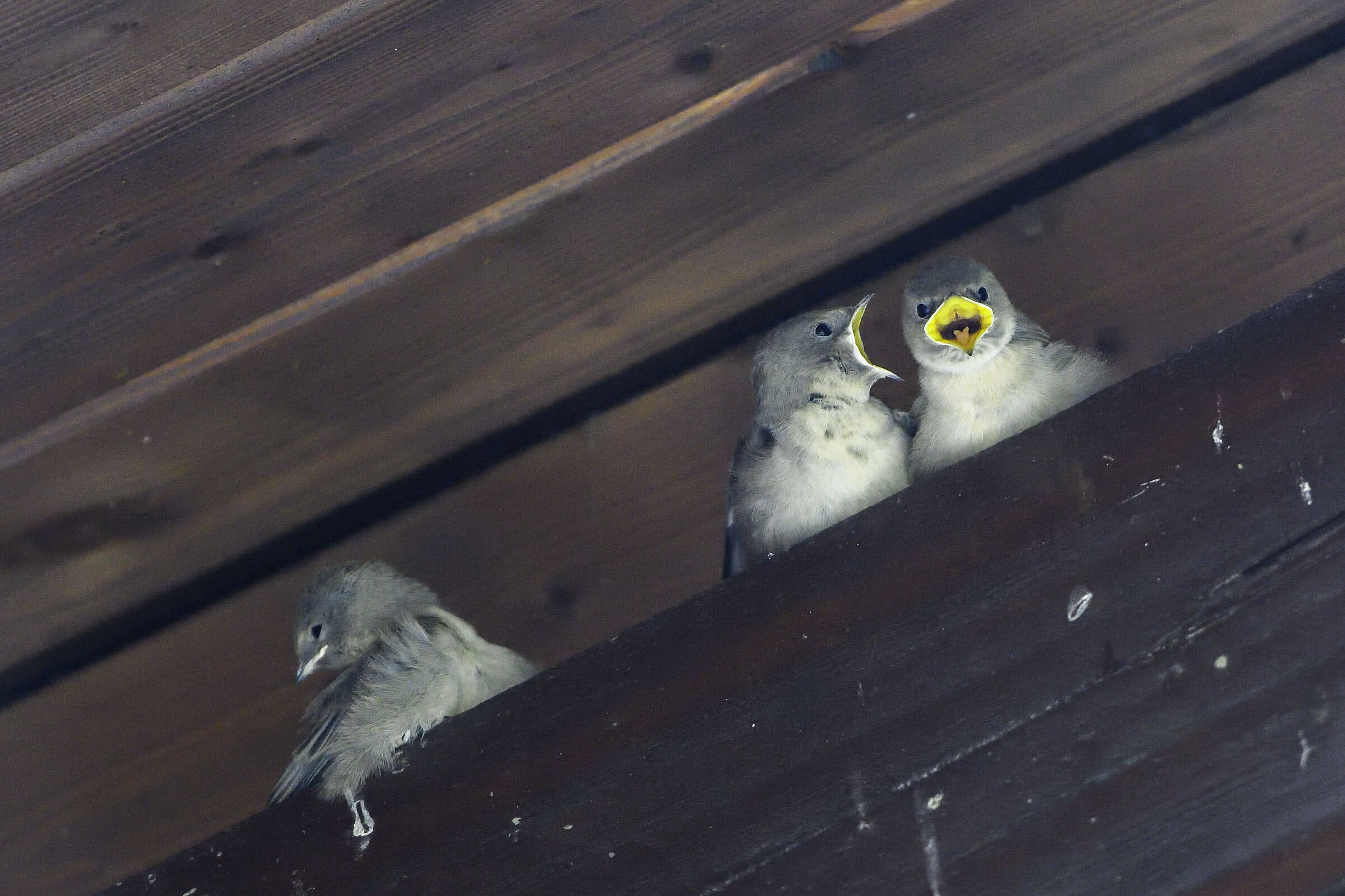 Piccoli rondoni
