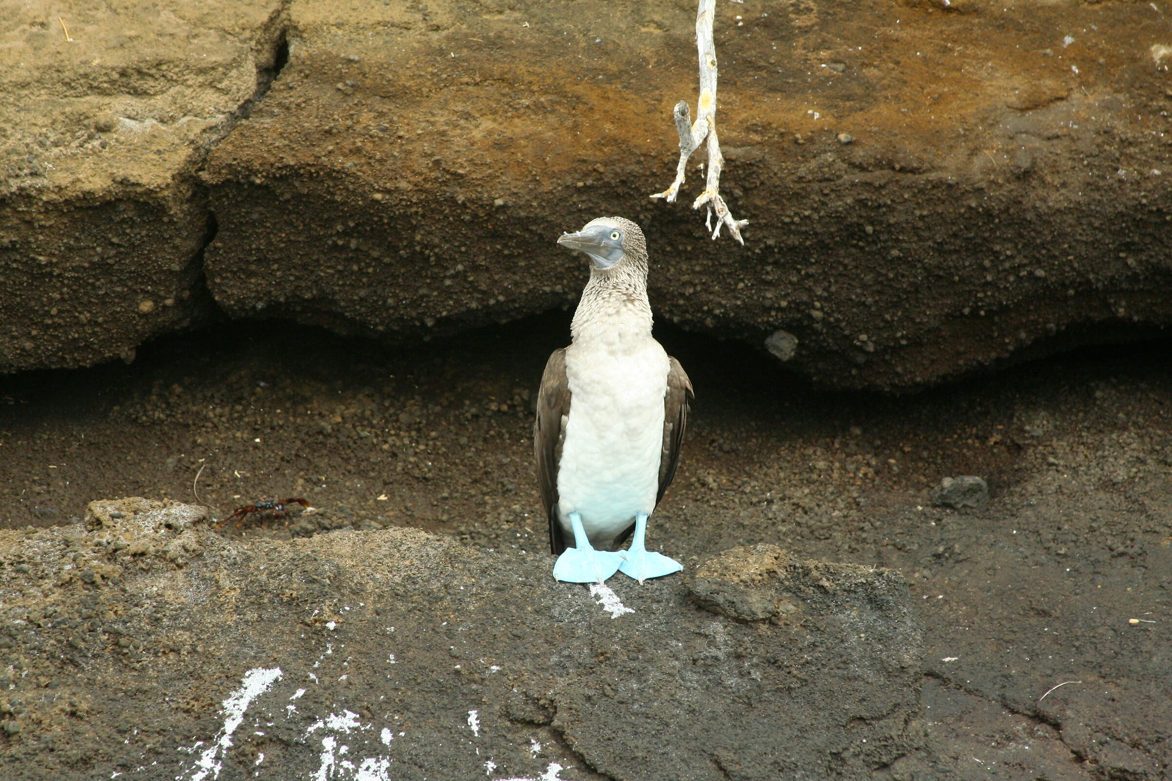 Blue-footed booon