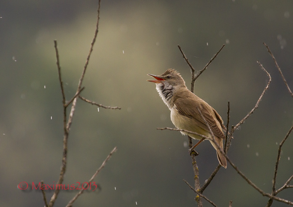 .. singing in the rain ...