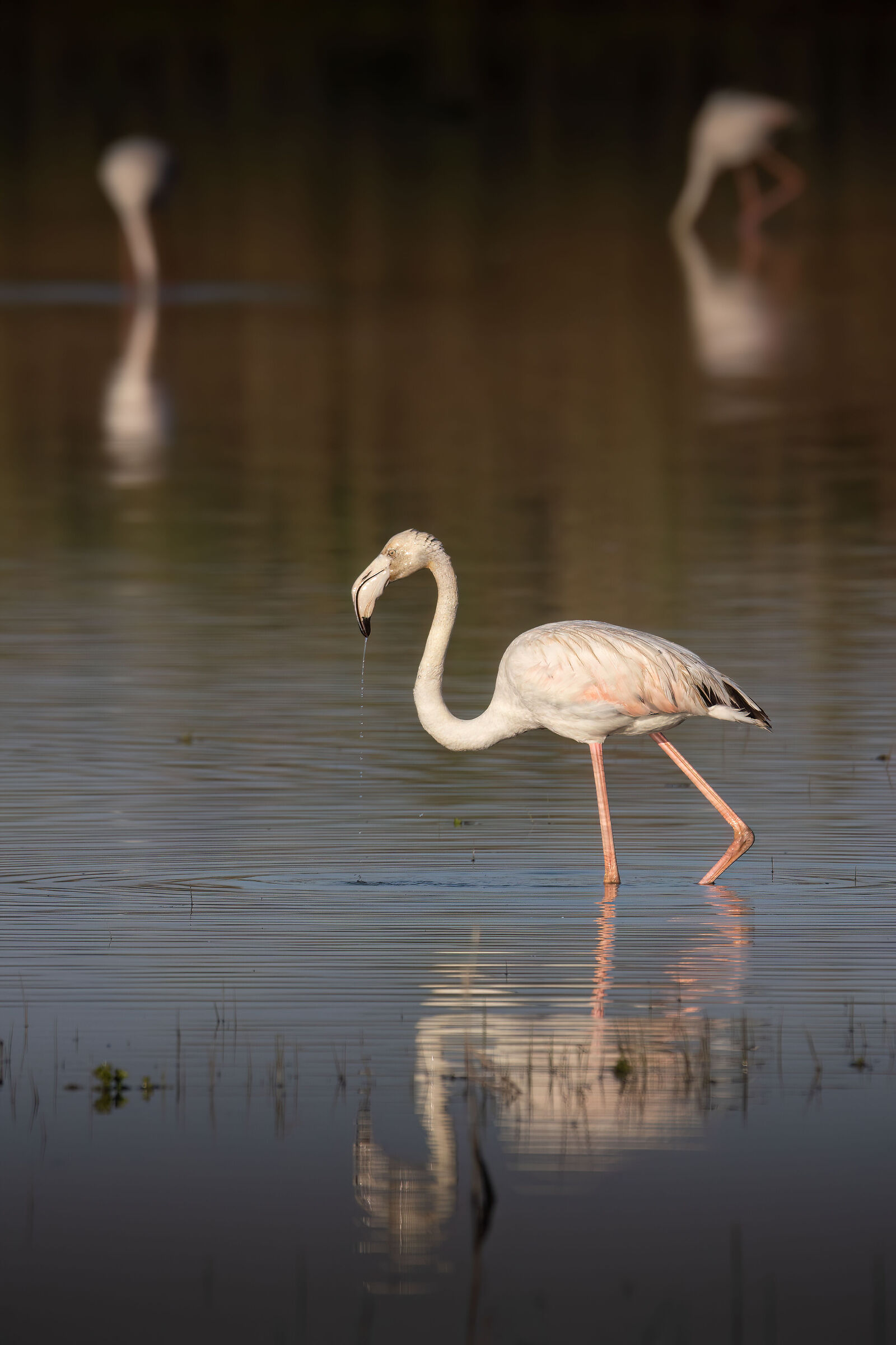 Flamingo Javane