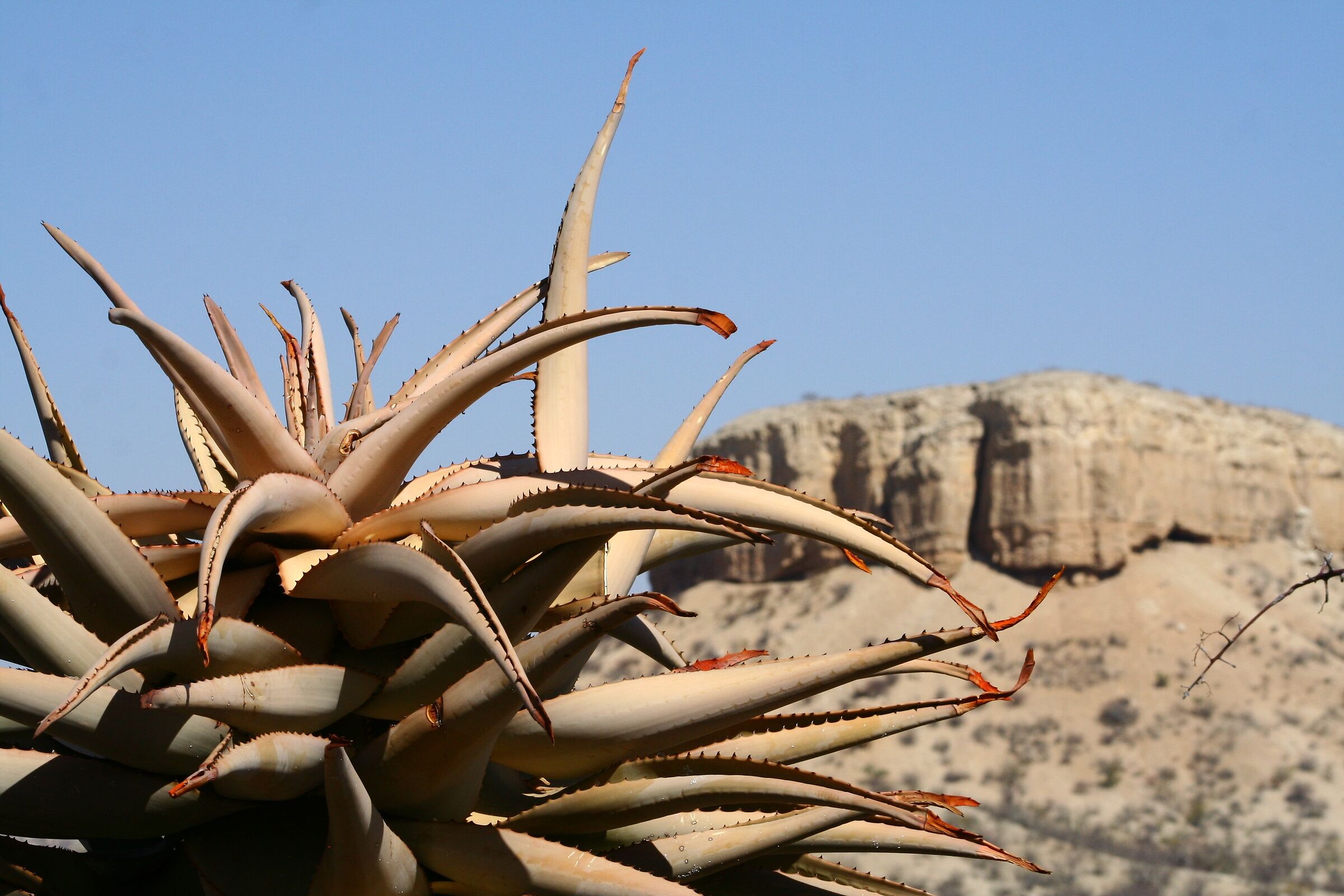 pianta grassa da deserto
