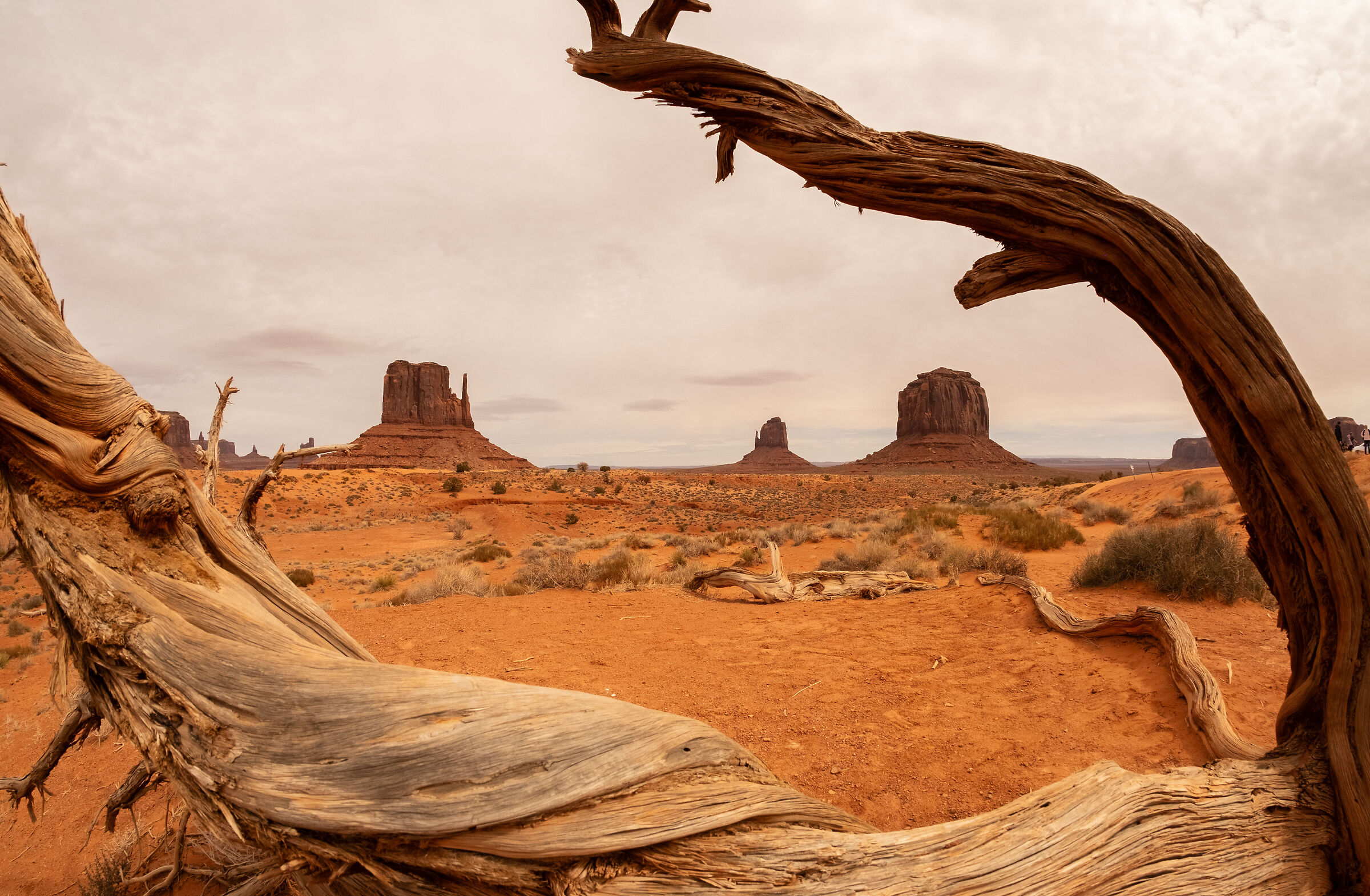Tree and Mesas