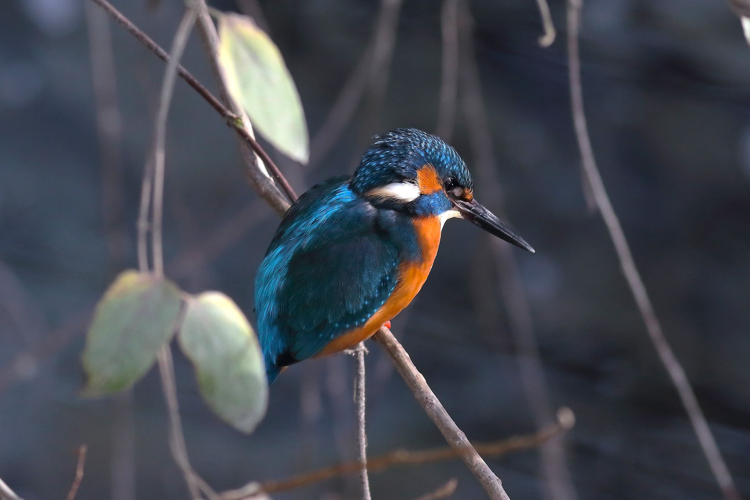 Kingfisher 30 January 2024 - 6403