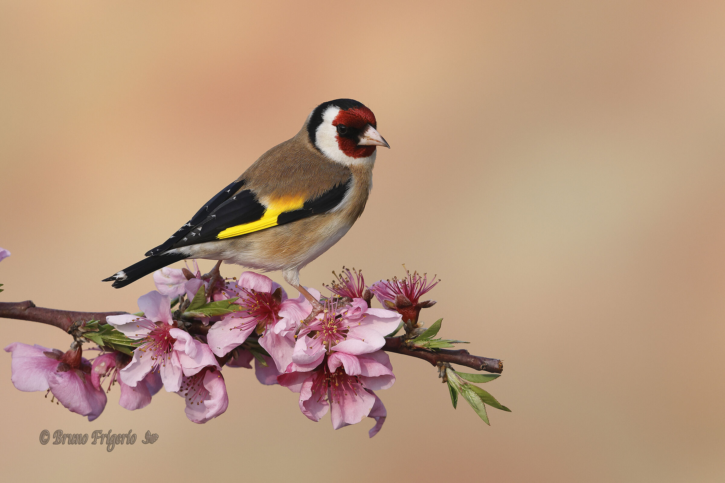 goldfinch