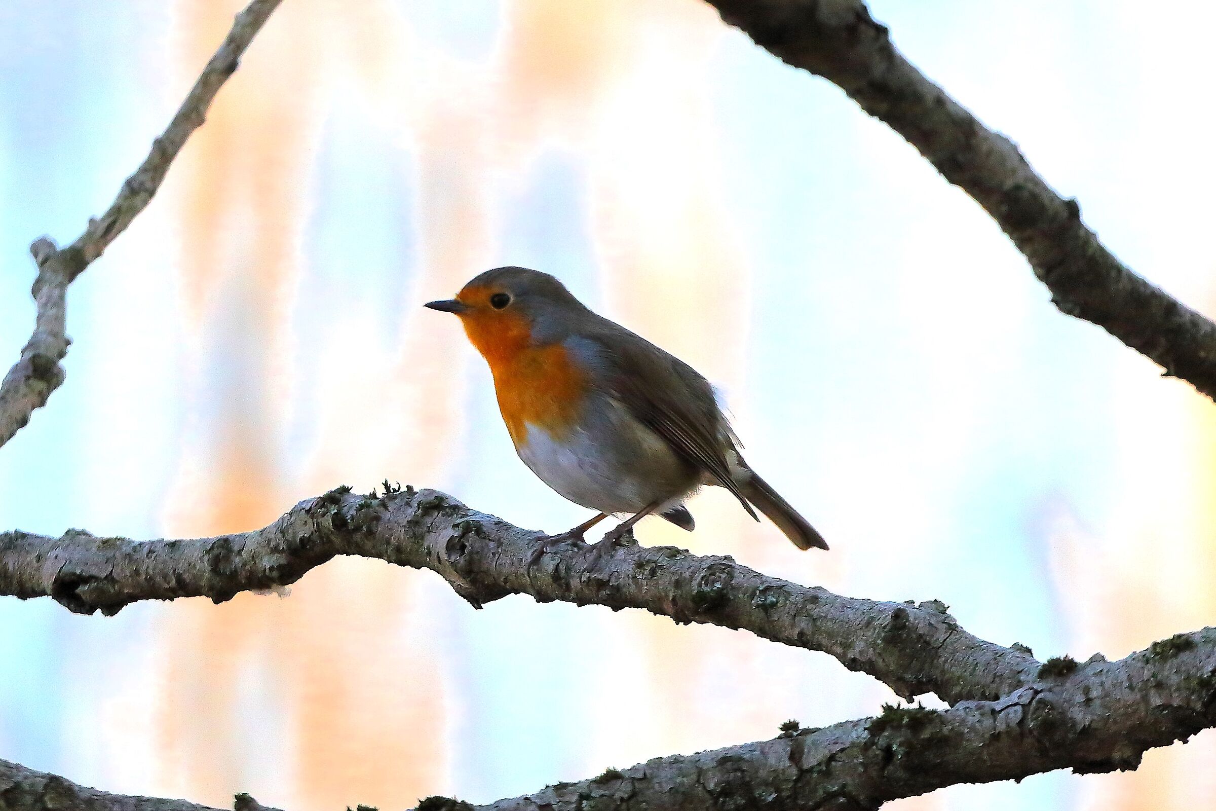 Robin 02 February 2024 - 6593