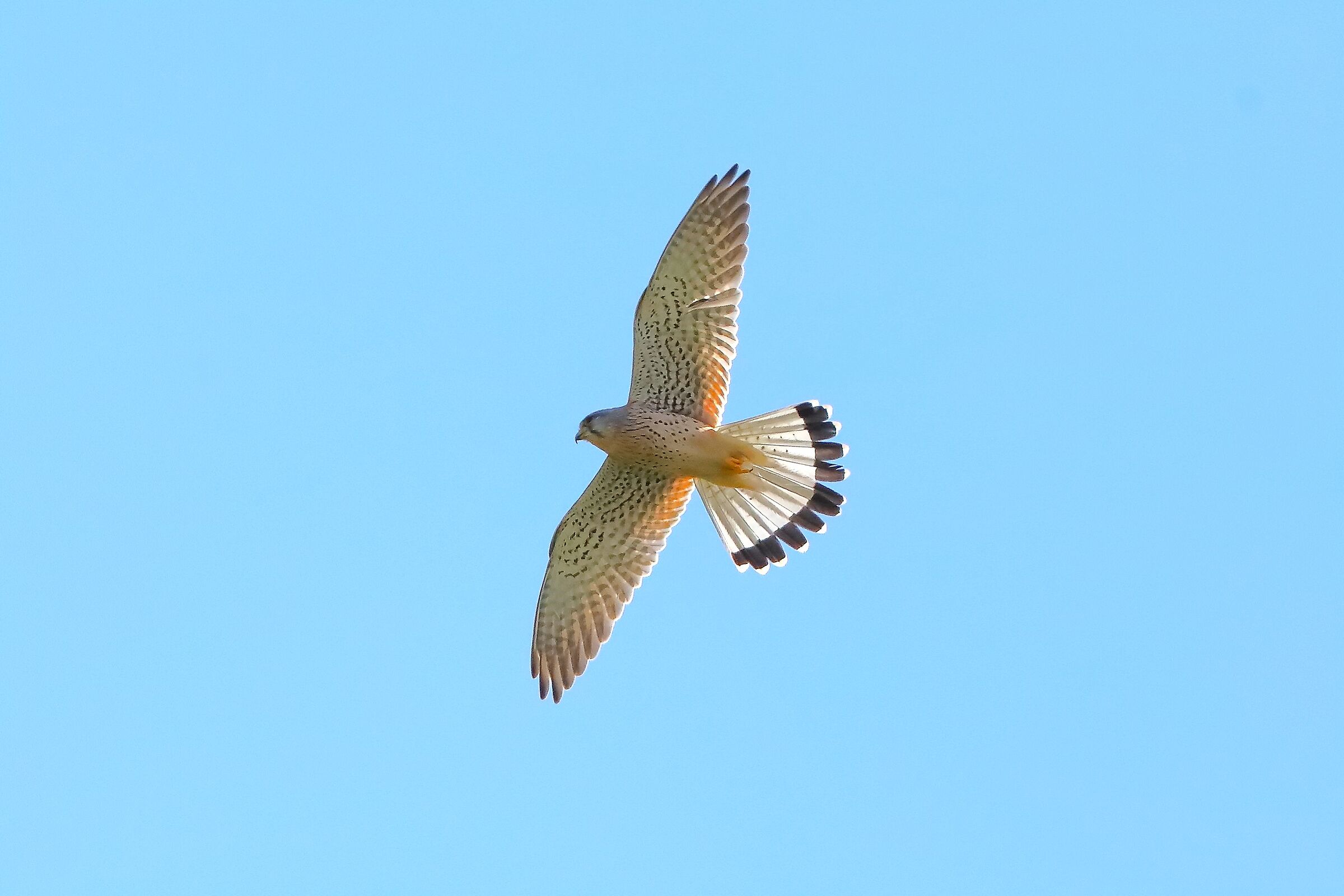Kestrel April 2024 - 0048