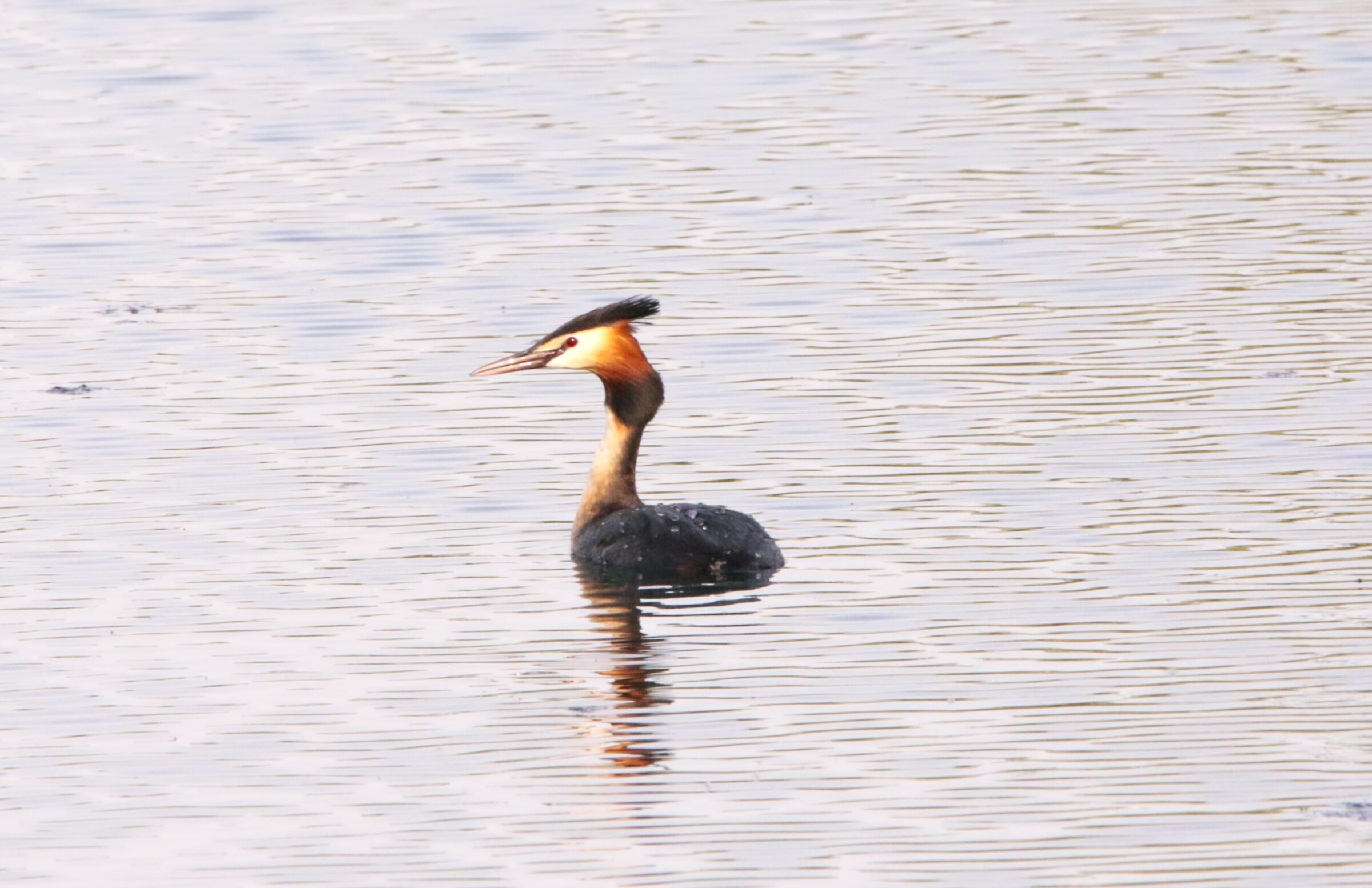 rigonfiamento sospetto