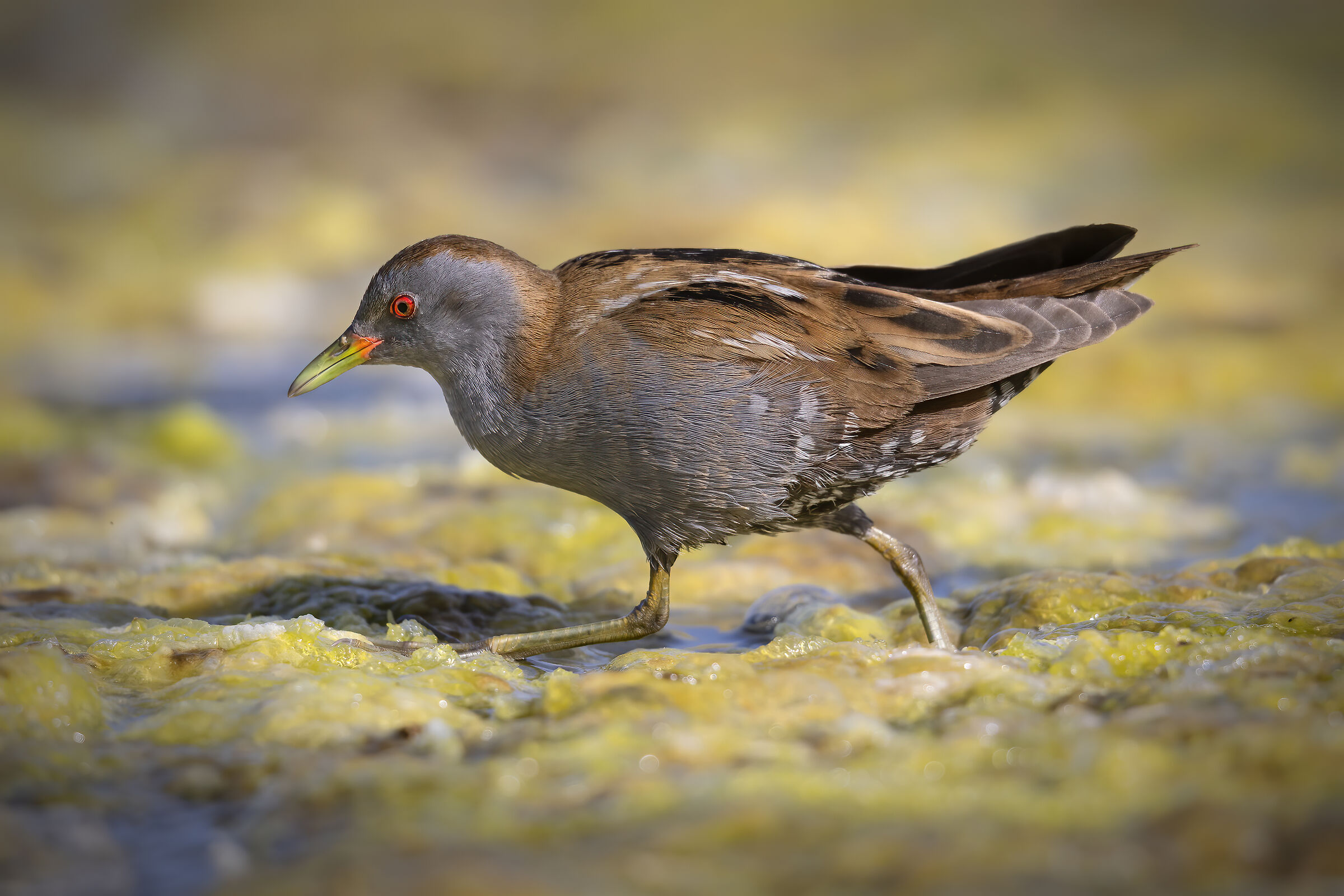 Maschio di Schiribilla