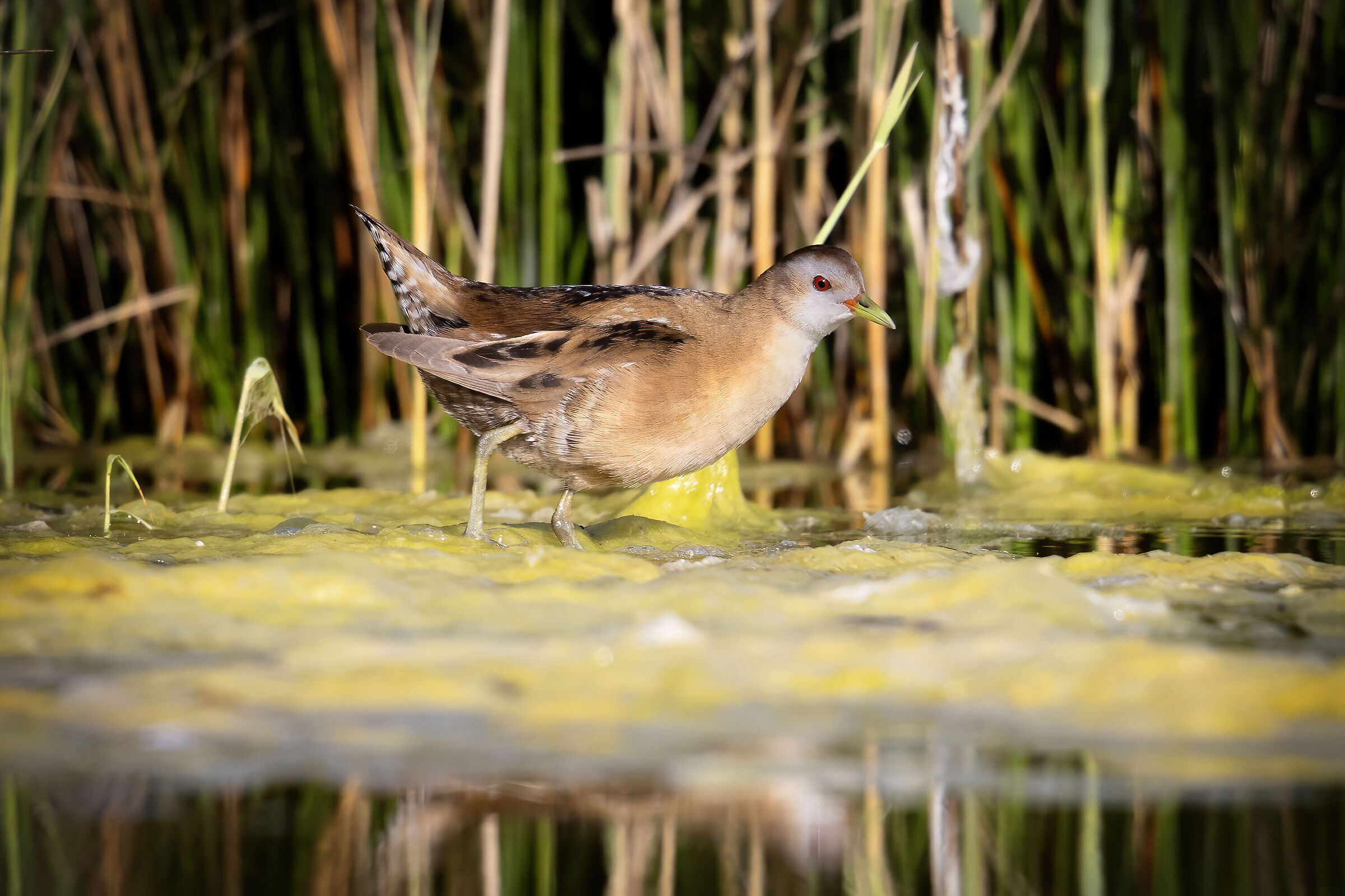 Femmina di Schiribilla