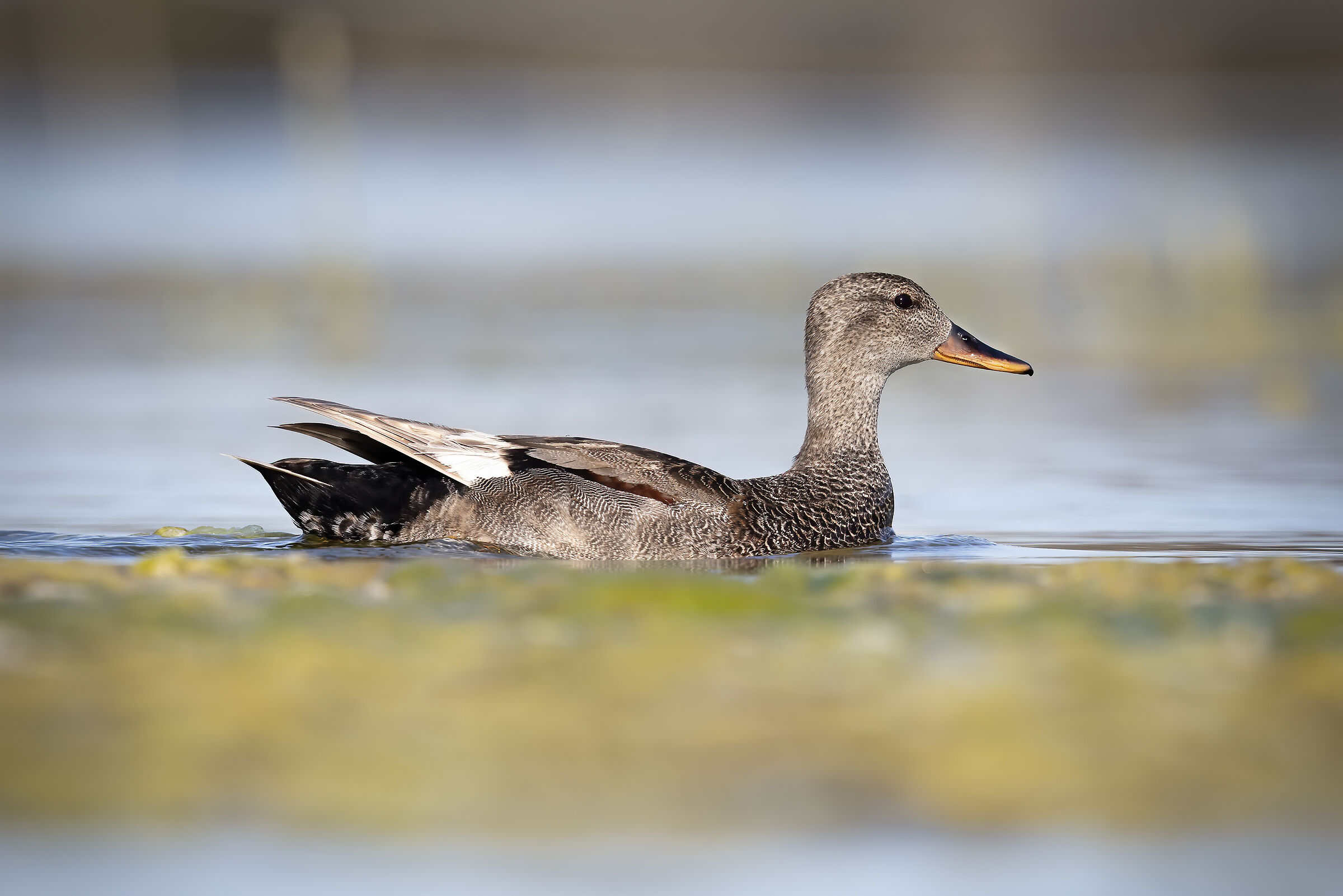maschio di Canapiglia