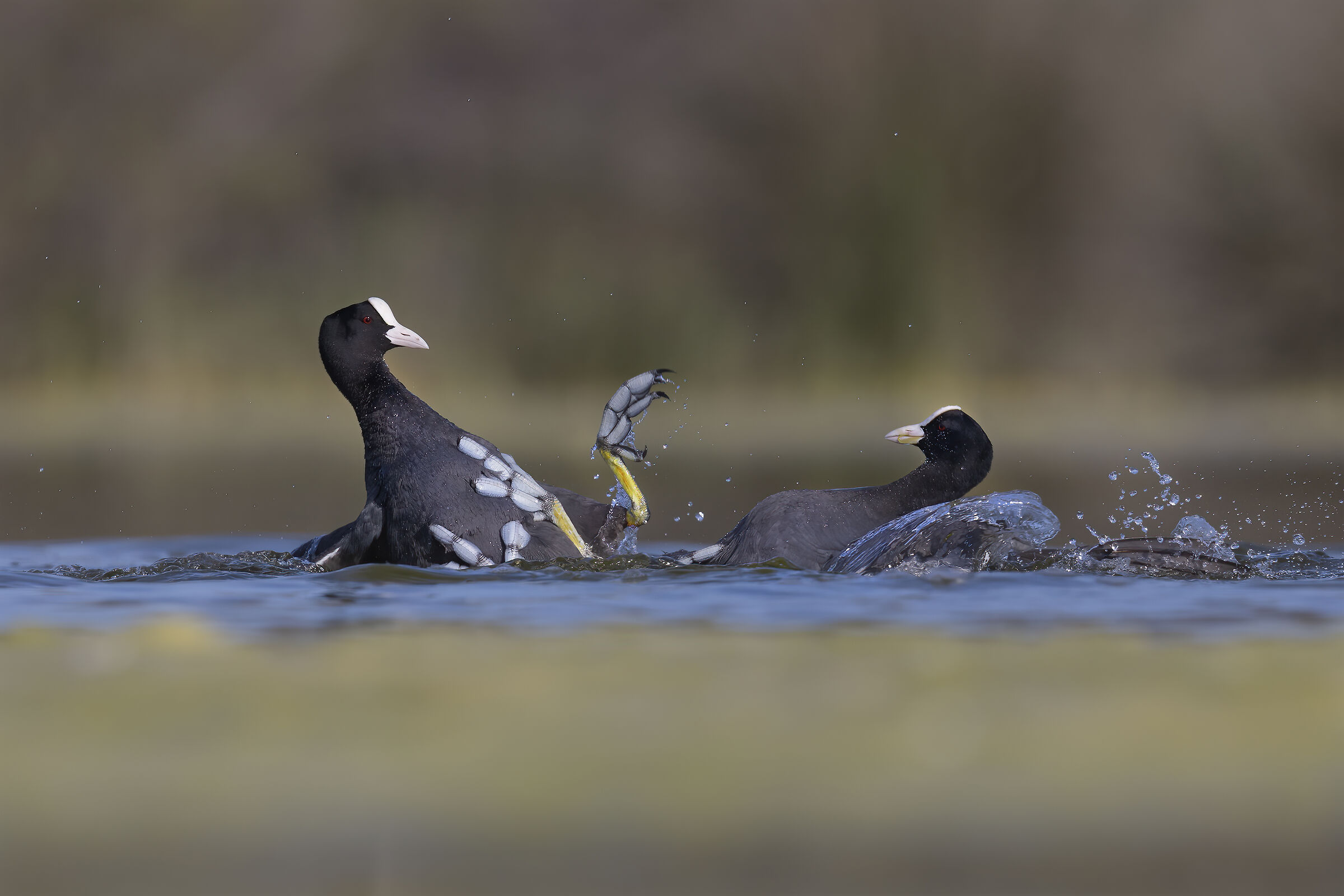 quando se pistano come l'uva...