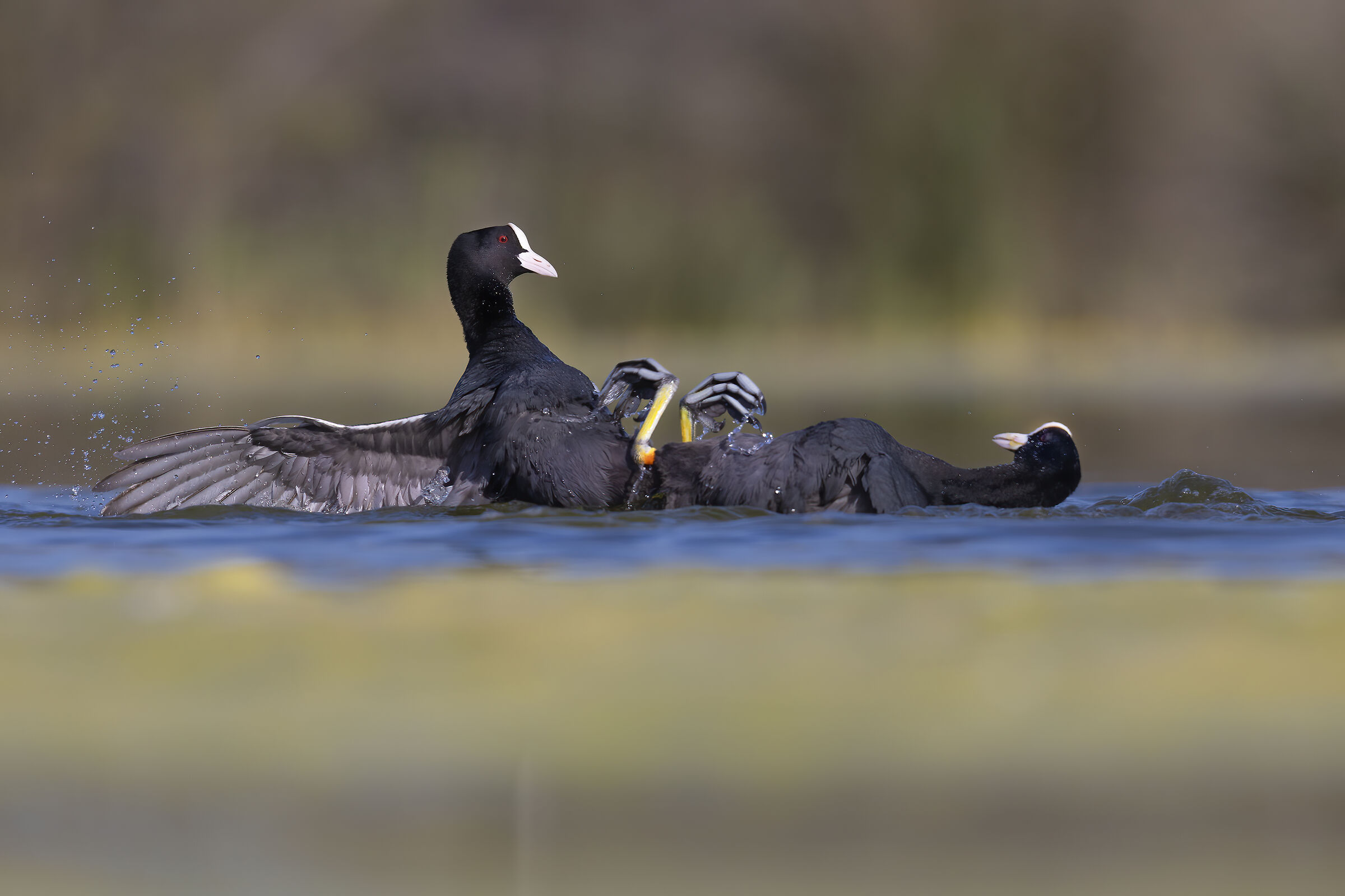 va' a capi' chi cia' ragione