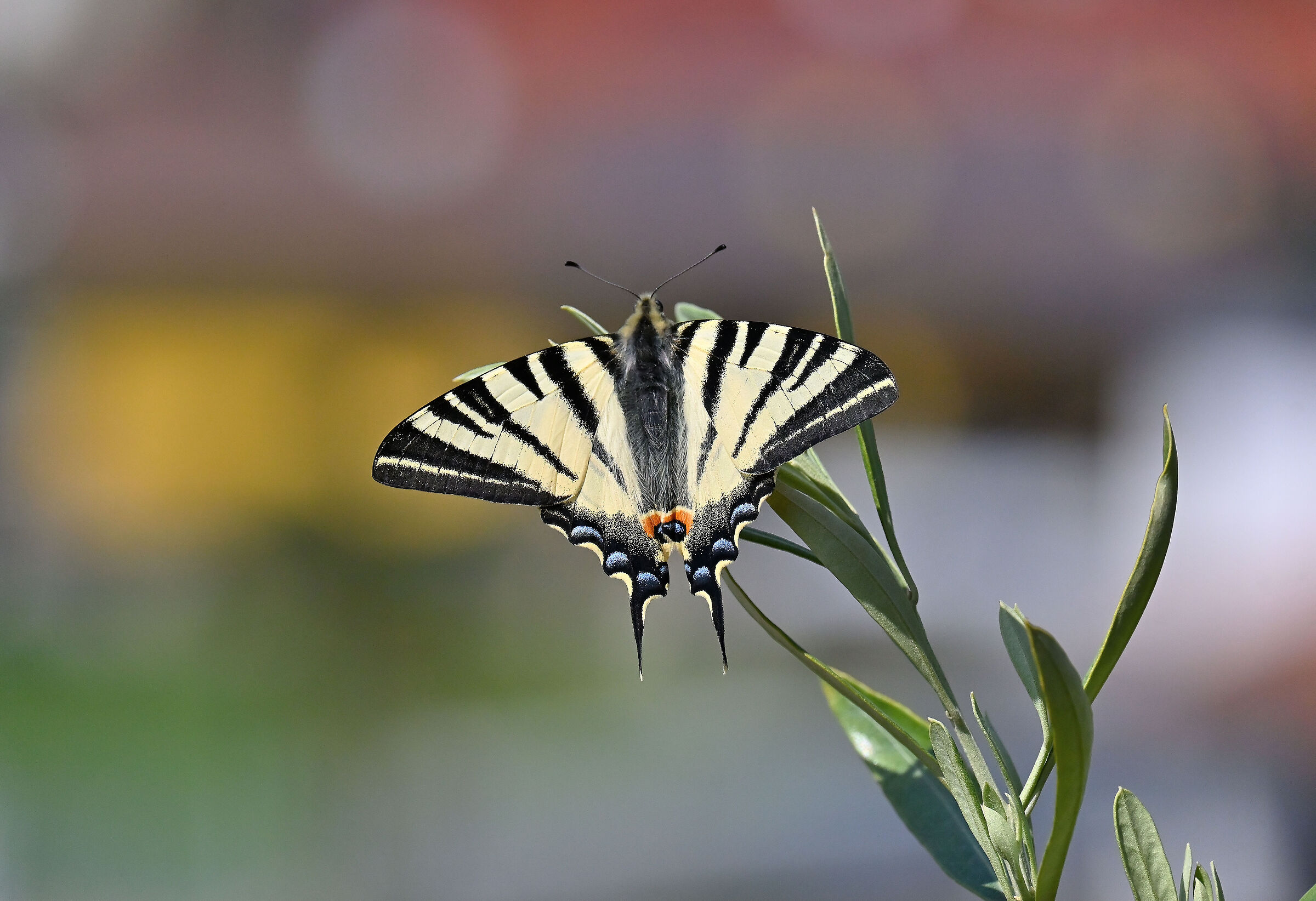 Podalirio (Iphiclides podalirius)