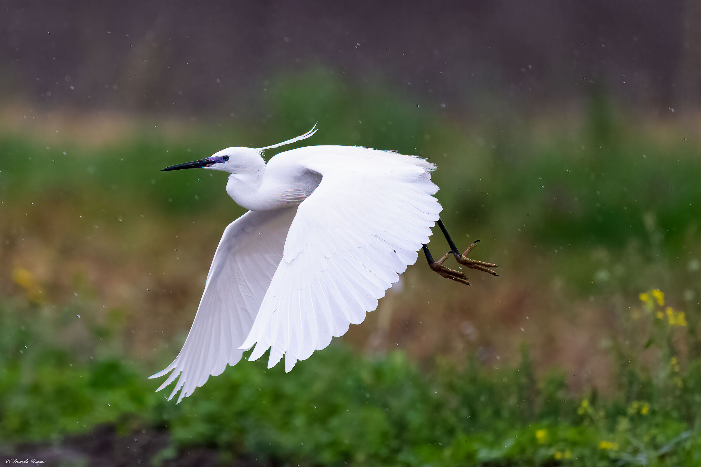 Egret
