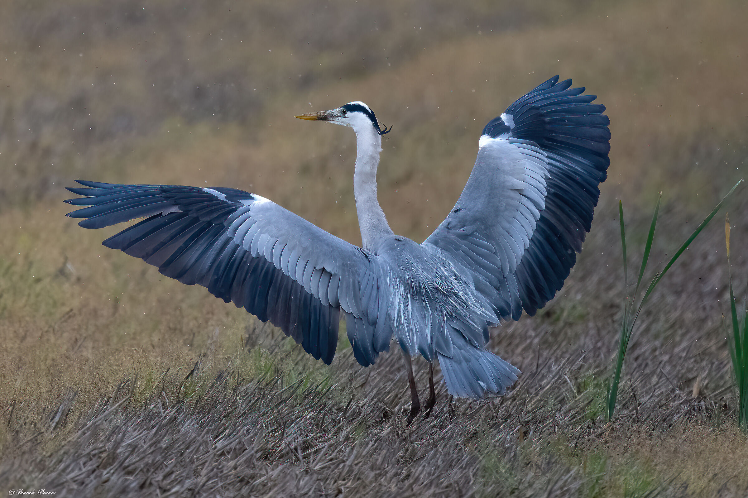 Grey heron