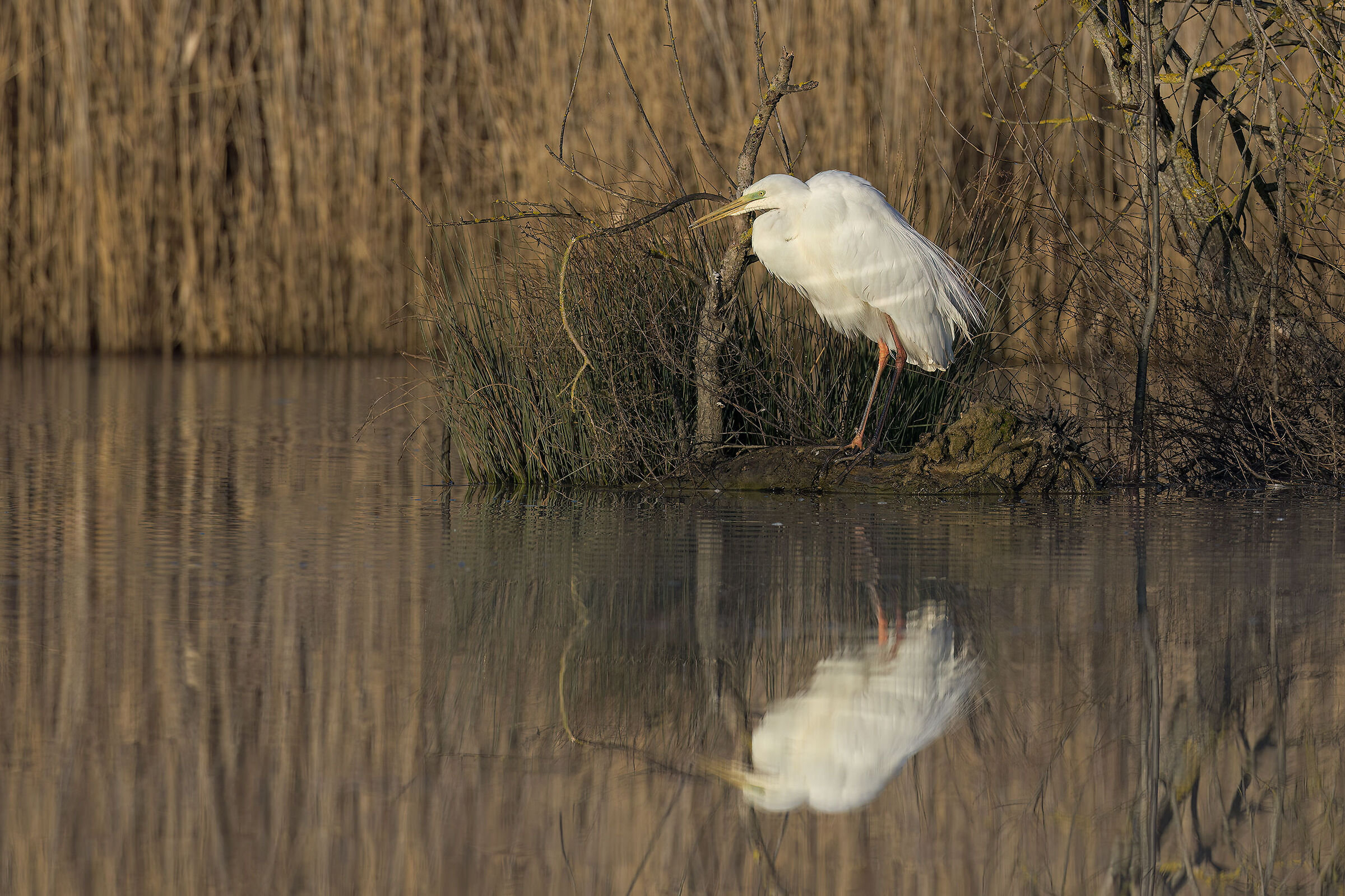 Great White Heron