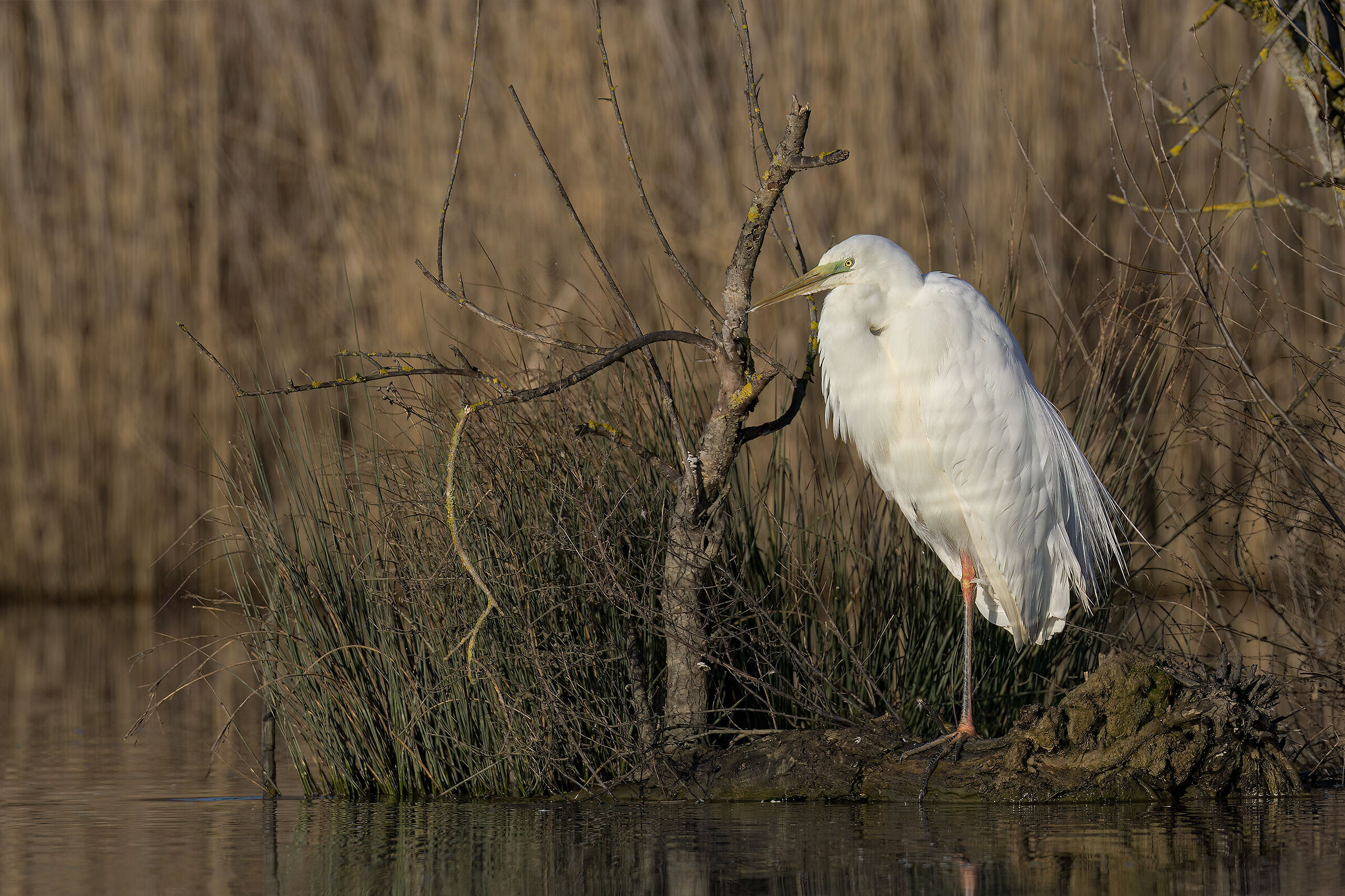 Great White Heron in reflections