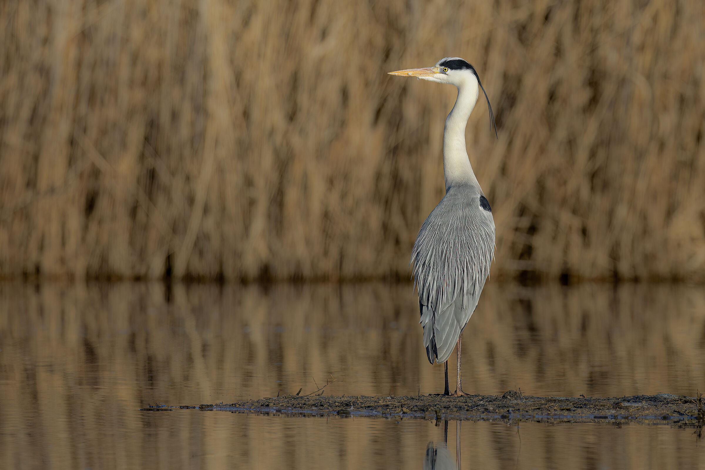 Grey heron