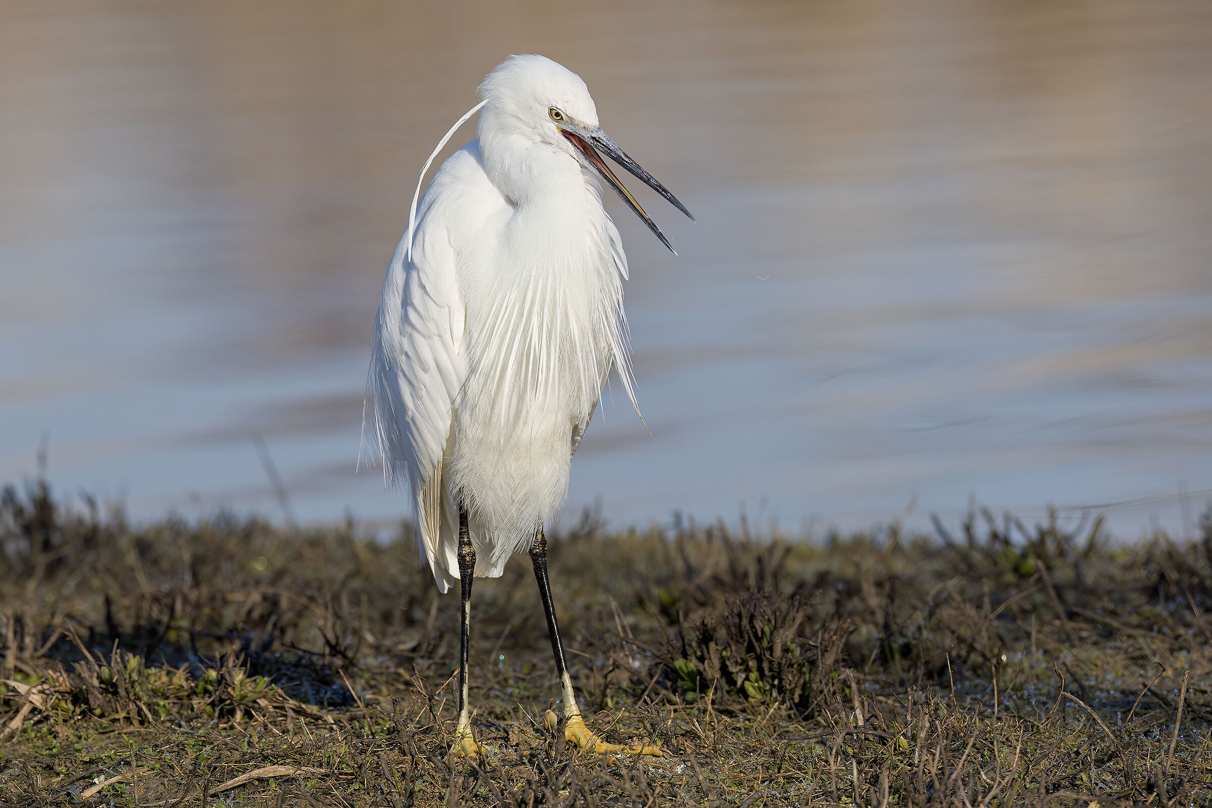 Egret