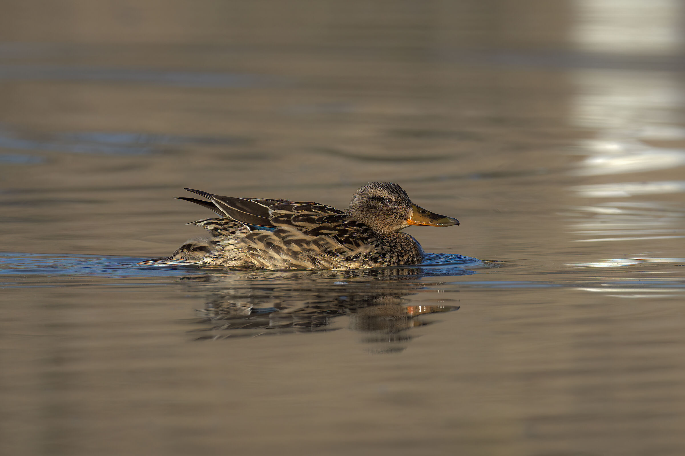 Female Mallard