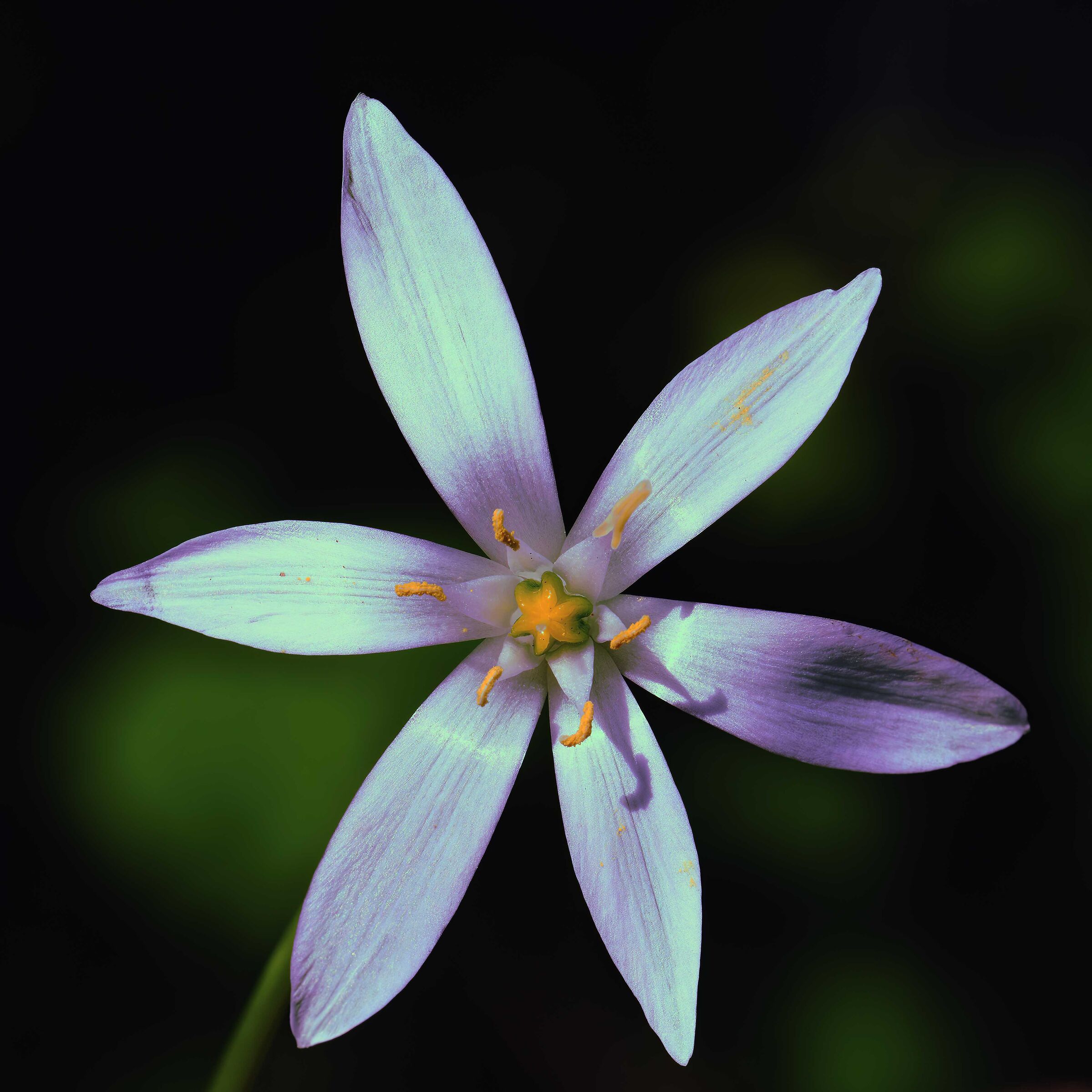 Ornithogalum baeticum