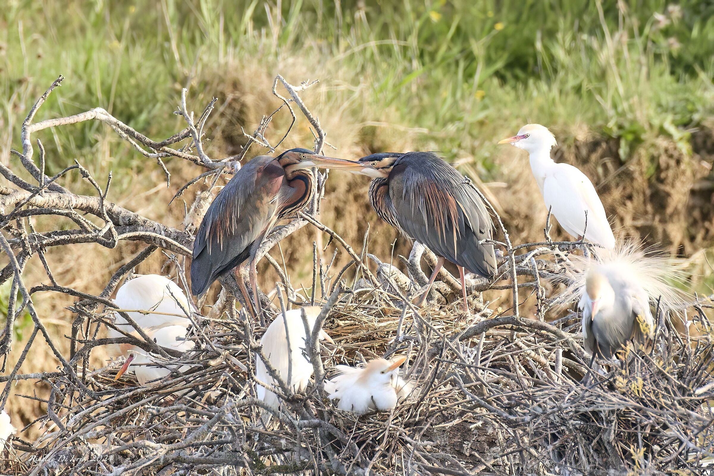 Mating Purple Heron